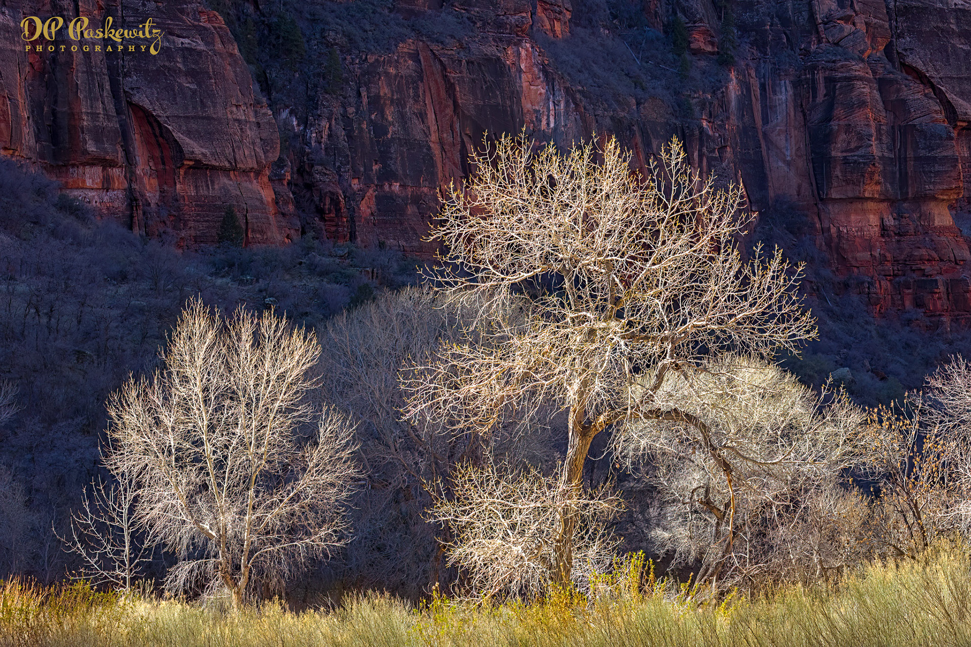 Zion Spring No. 3: Zion National Park, UT, 2019