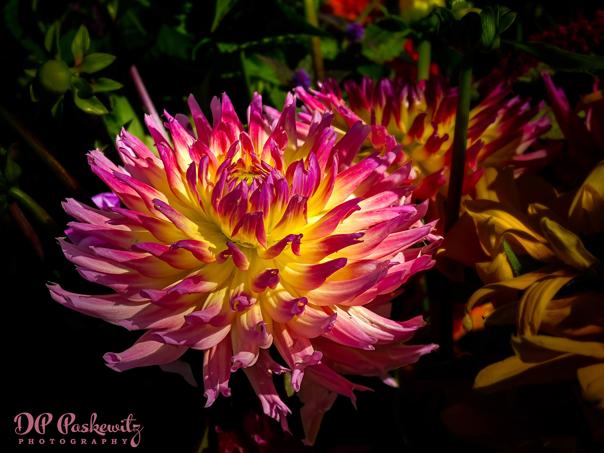 Dahlia Dream: Brattleboro, VT, 2023