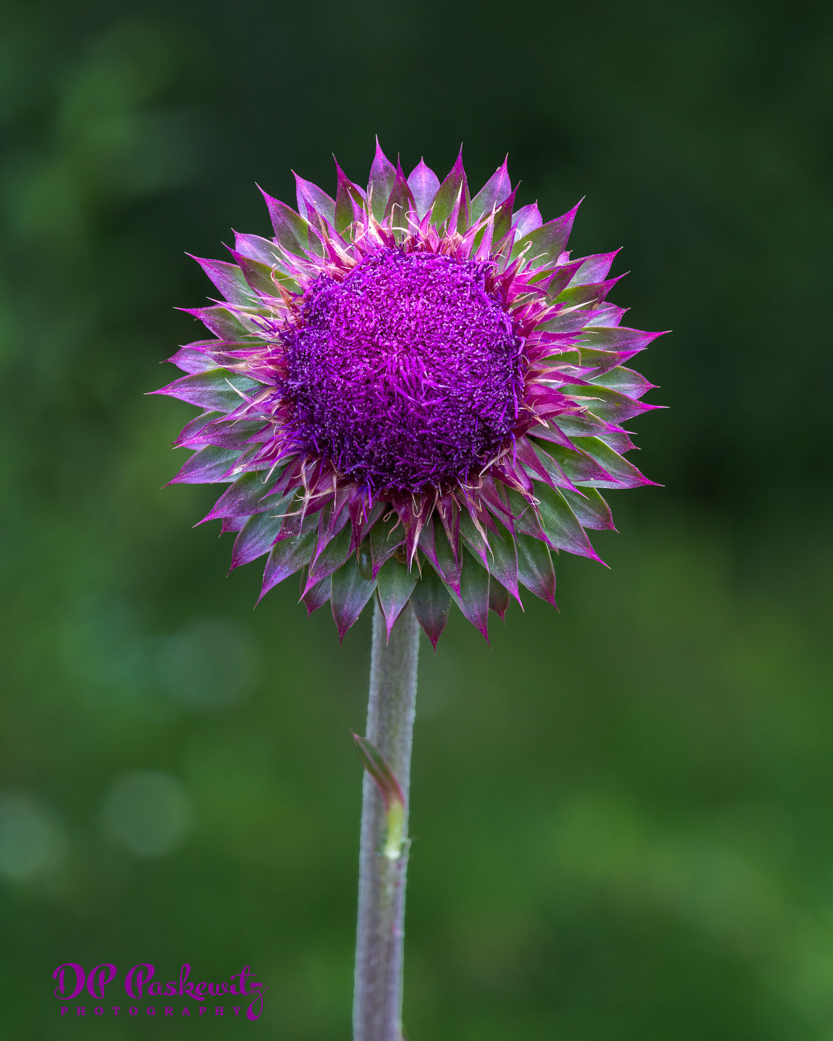 Thistle Bloom Study No. 2: Thistle Weed, Minturn, CO, 2016