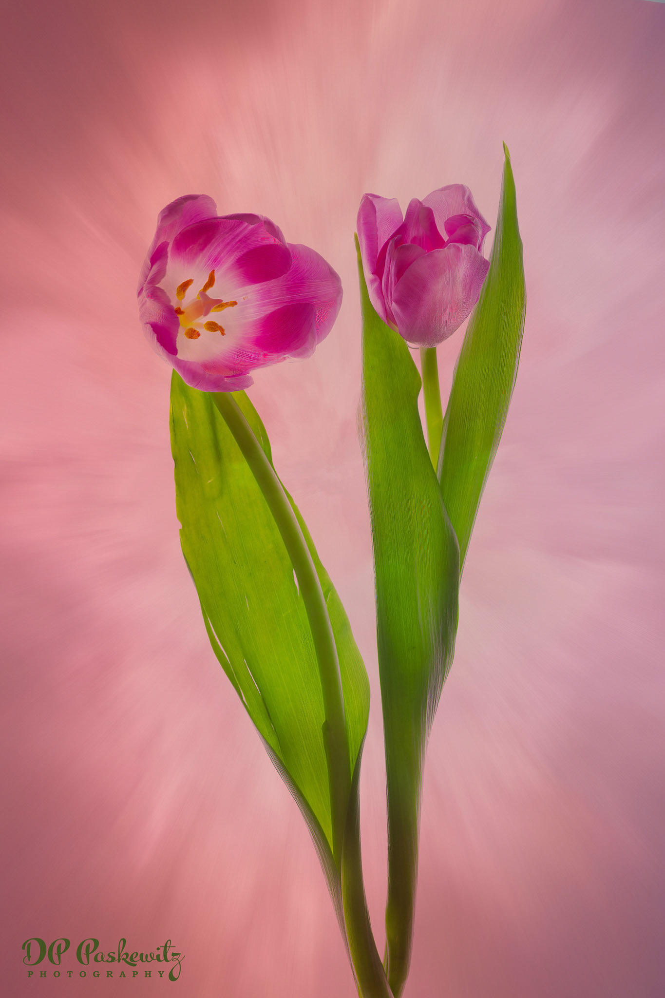 Two tulips Study in Pink: North Natamas, Sacramento, CA, 2021