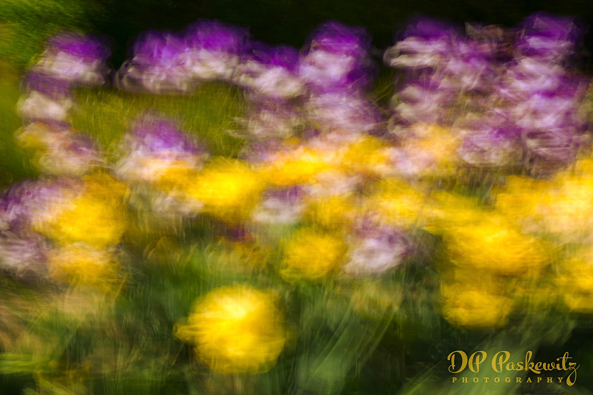 Irises in Aspen Valley Gardens: Heritage Park, North Natomas, Sacramento, CA, 2023