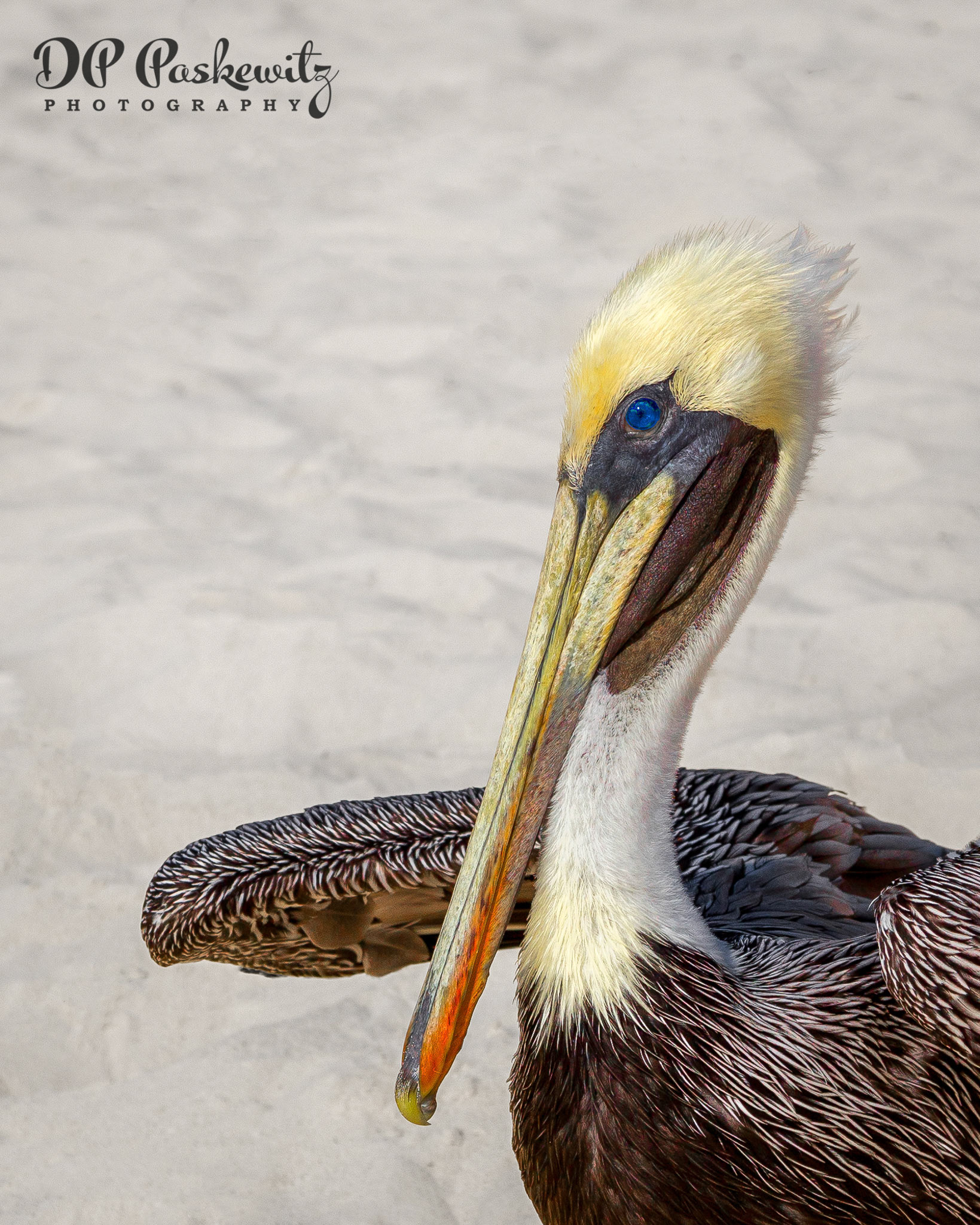 Old Blue Eyes: On the beach in Cancun, Mexico, 2013