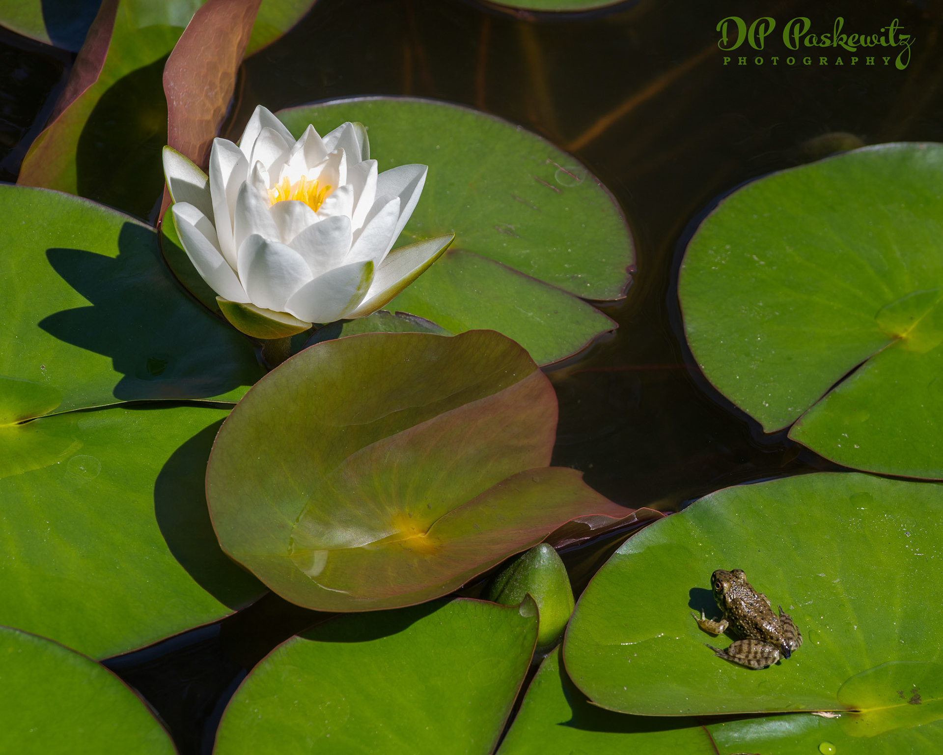 The Lily and the Frog: Botanical Garden, Atlanta, GA, 2014