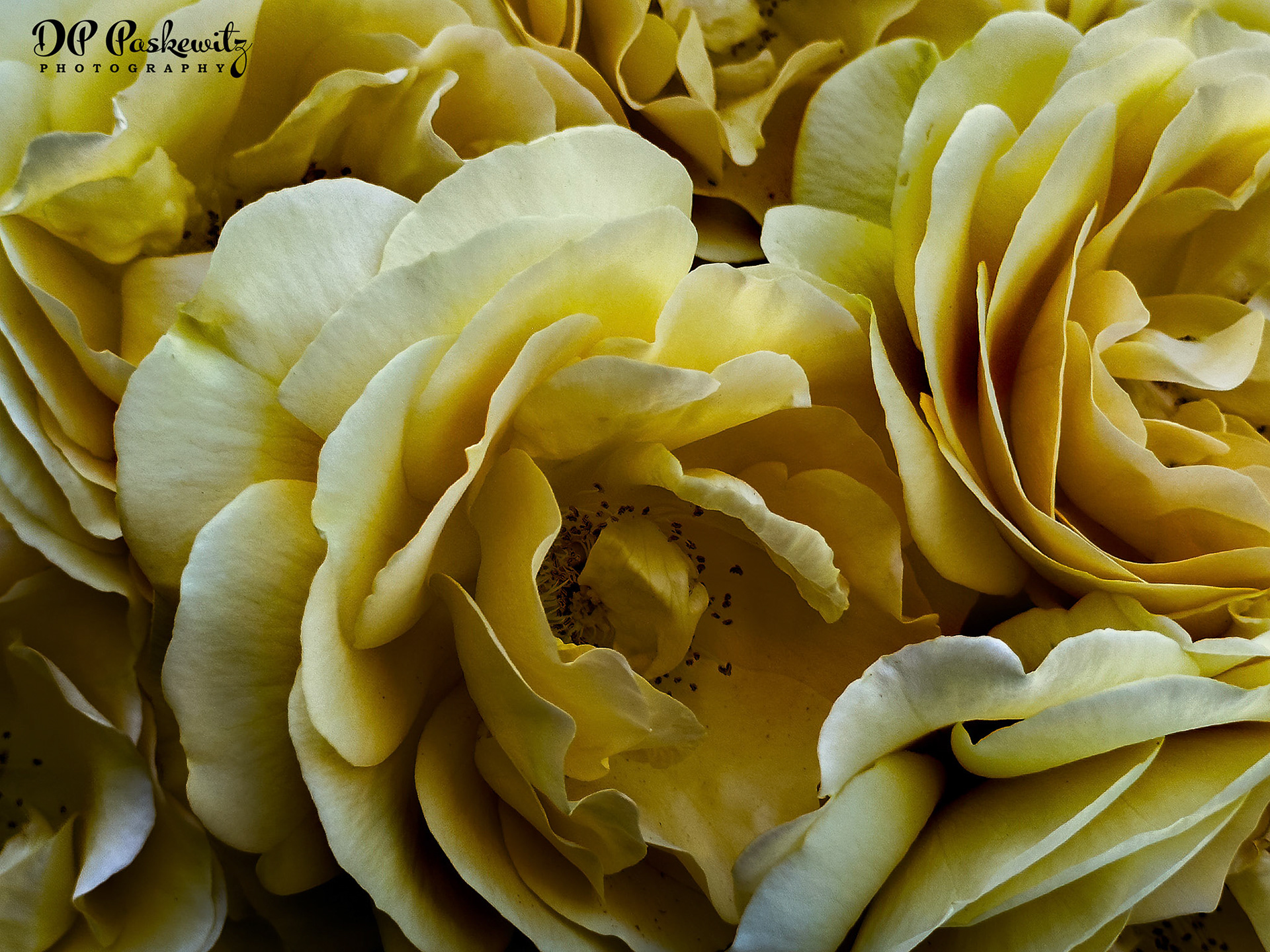 Yellow Rose Cluster: North Natomas, Sacramento, CA, 2023