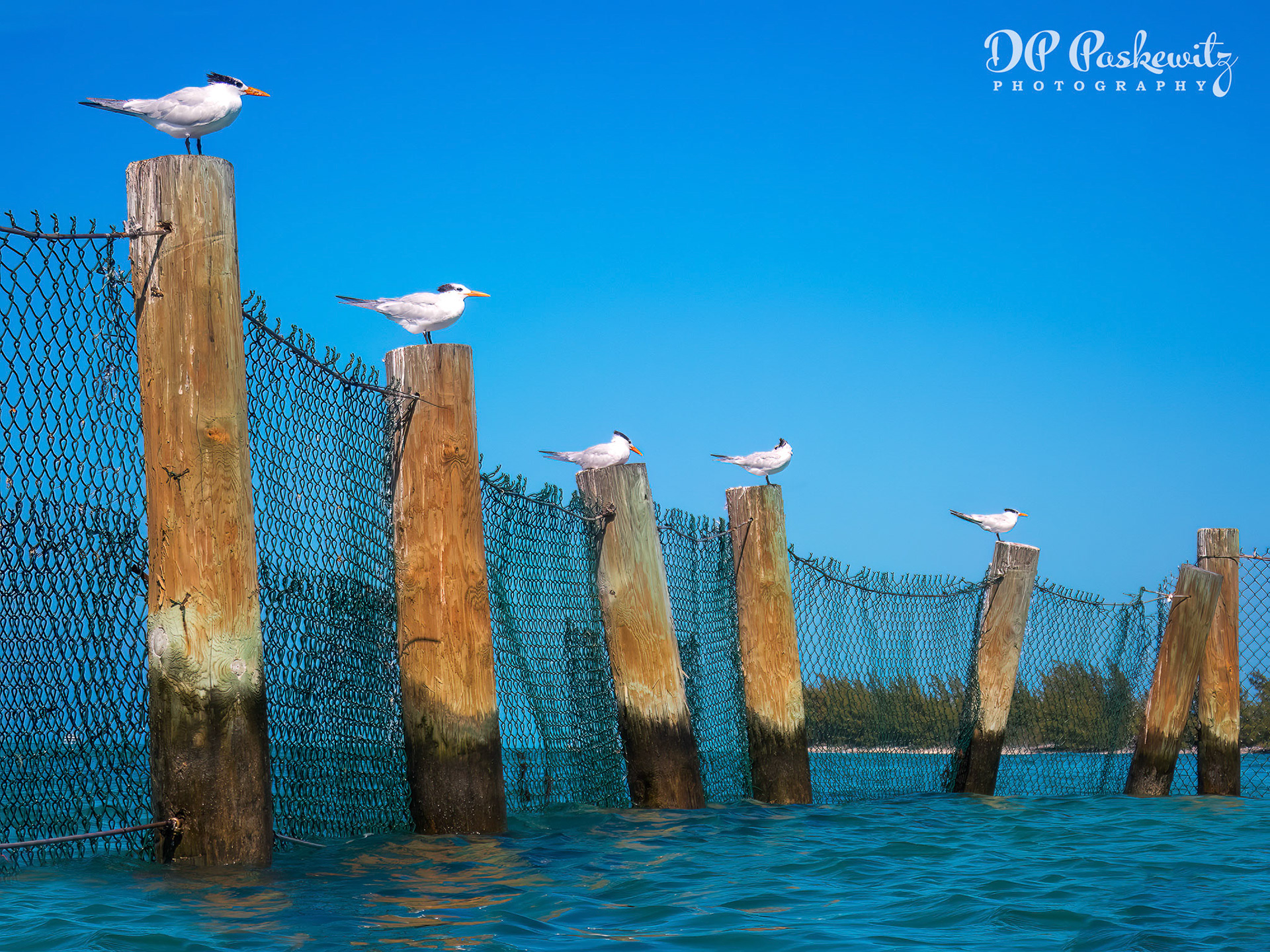 Princess Cays Seagulls: Princess Cays, Bahamas, 2023
