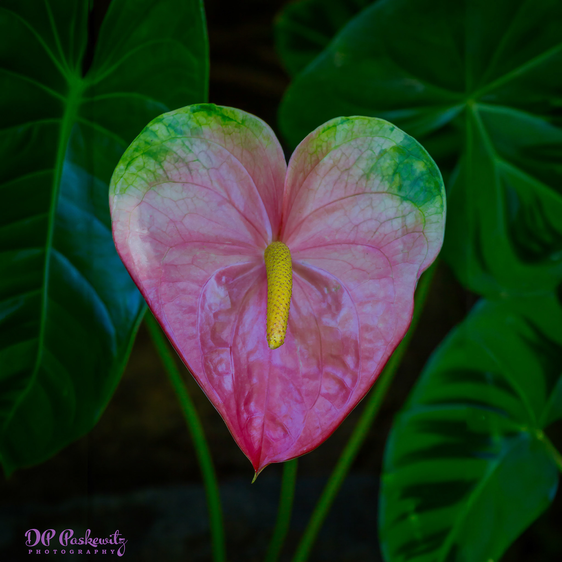 "I Heart You!" No. 2: Princeville Botanical Garden, Princeville, Kauai, HI, 2017 (PS Generative Fill)