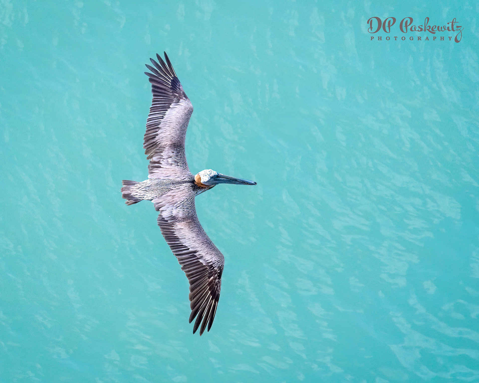 Antiguan Pelican: Antigua, Caribbean, 2023