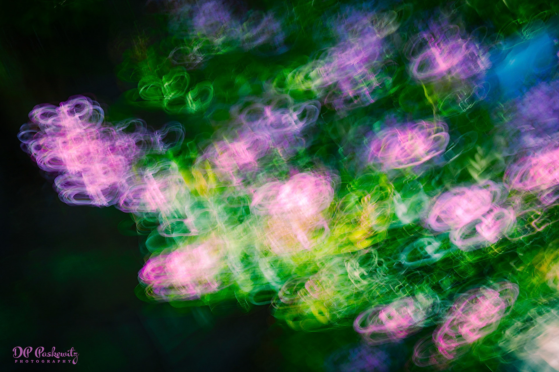 Purple Flower Motion: Rockaway, Heritage Park, North Notomas, Sacramento, CA, 2023