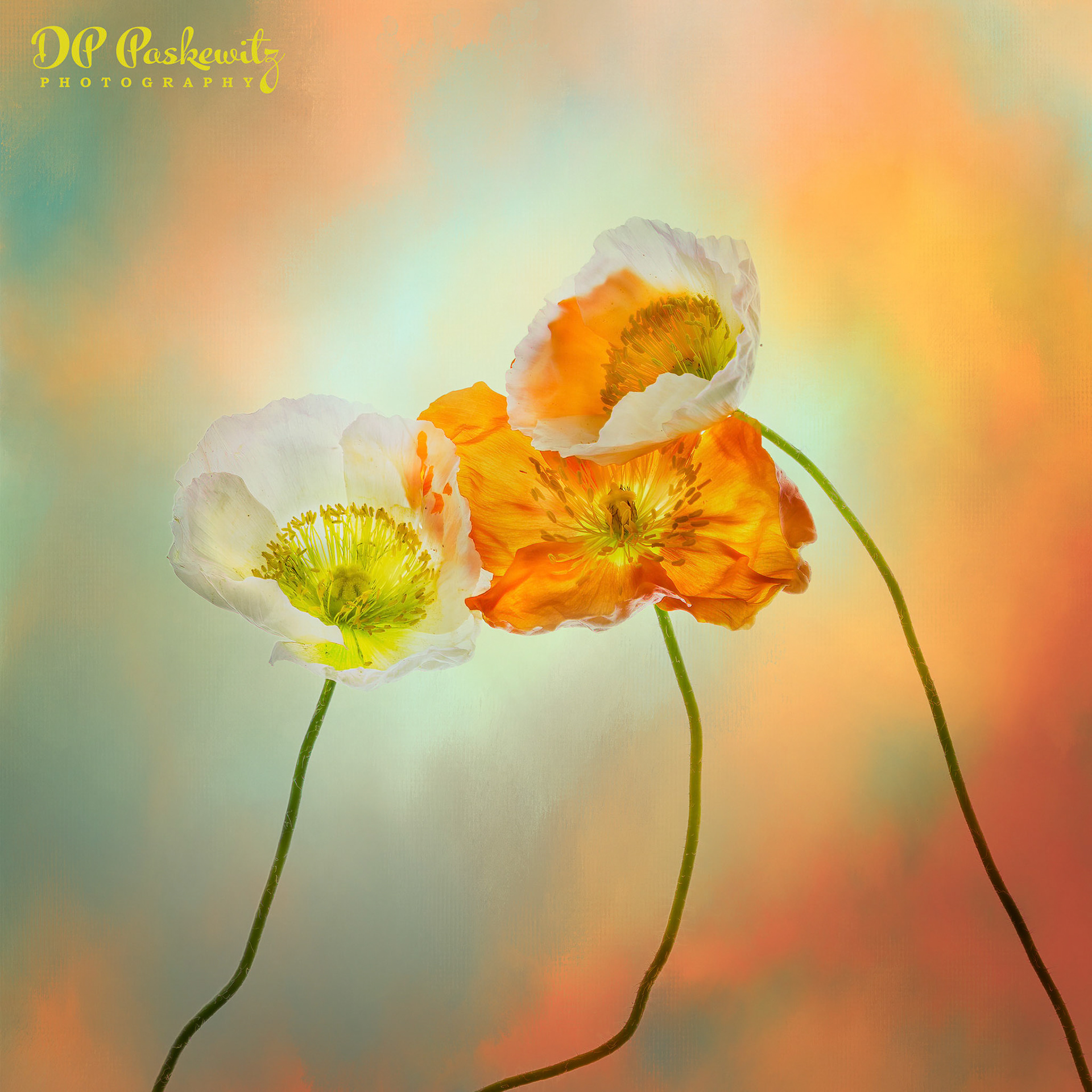 Poppy Trio Study No. 1: Poppies Grown and Photographed in North Natomas, Sacramento, CA, 2021
