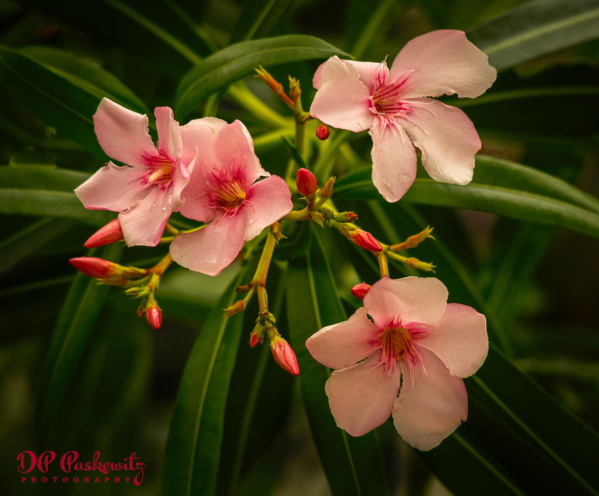 Kew Gardens Oleander: Kew Gardens, London, UK, 2018