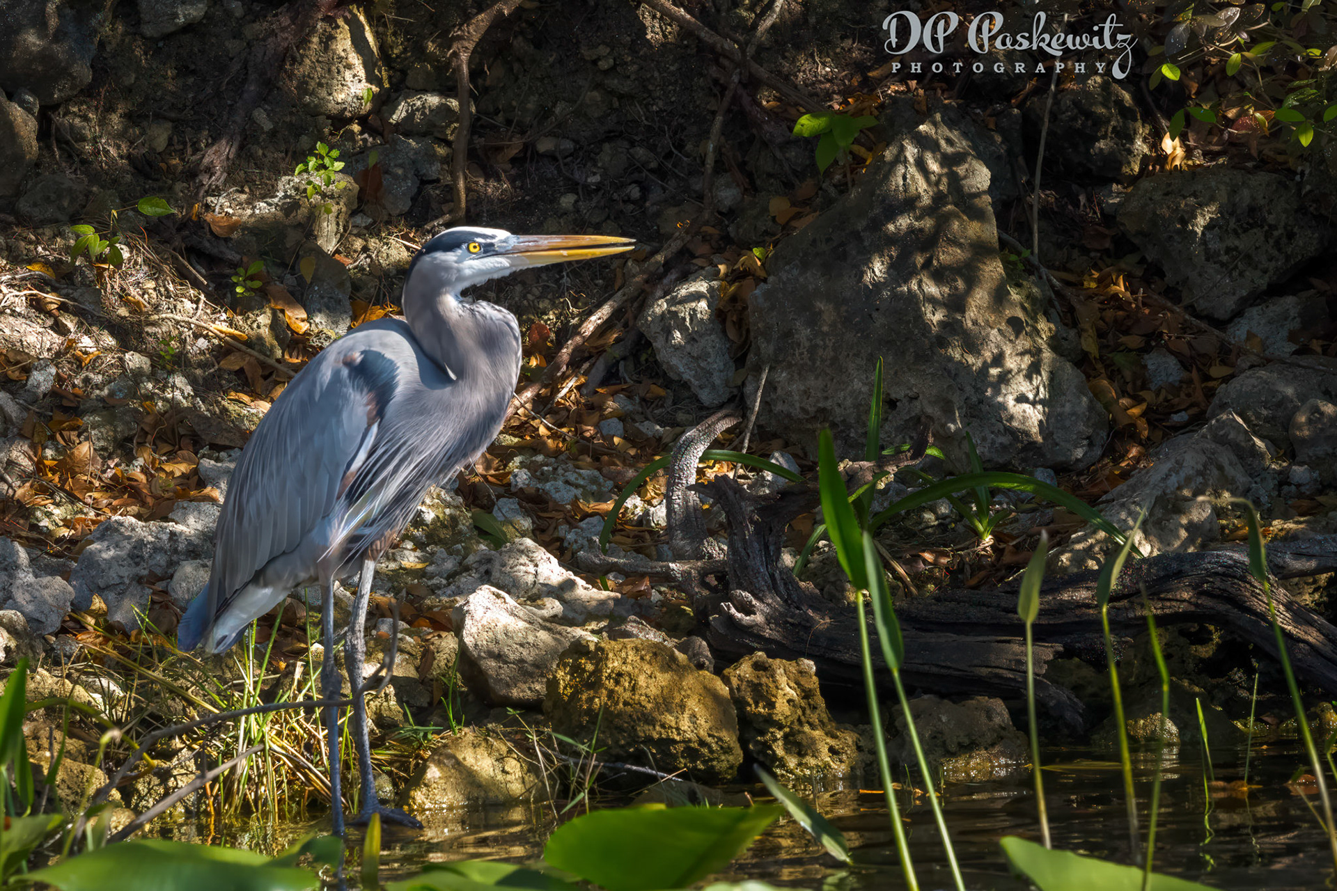 Everglades Egret: Everglades, Fort Lauderdale, FL, 2023