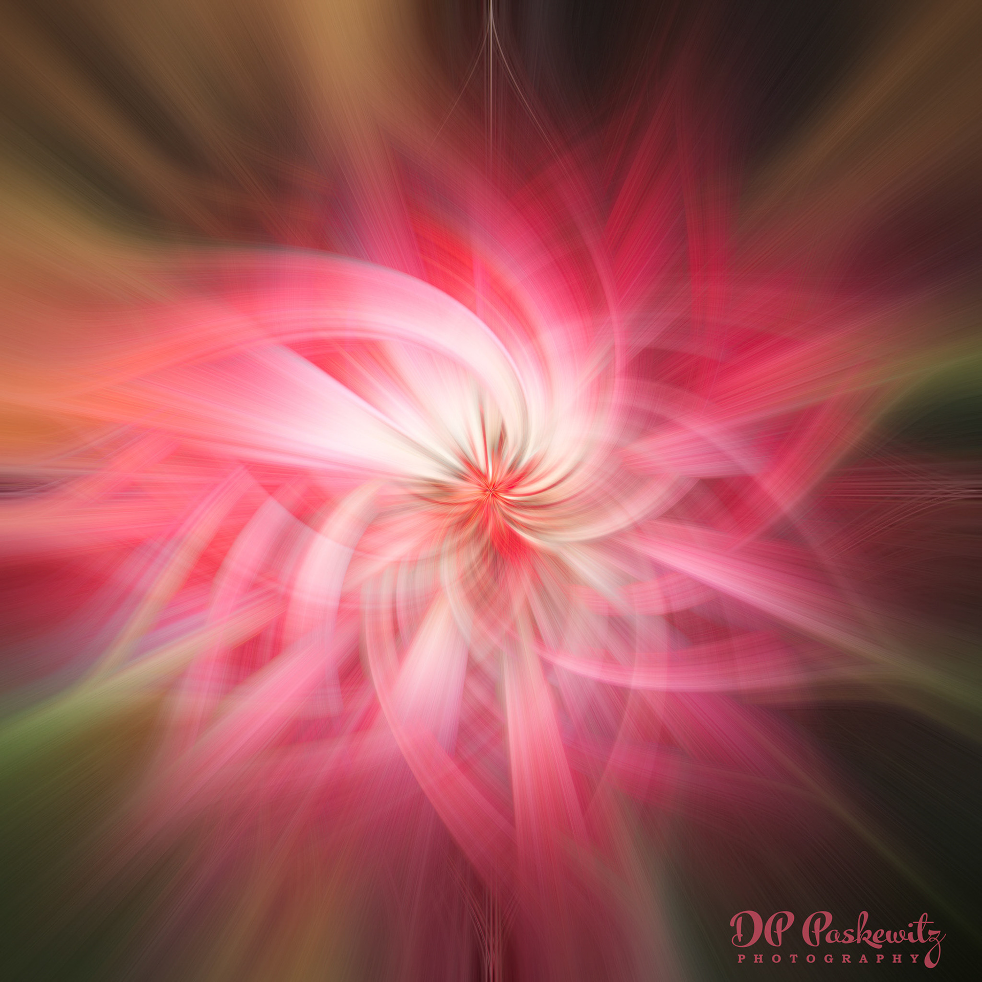 Twirl Study #1: Twirl from rose photo captured at the Huntington Gardens, San Marino, CA, 2019