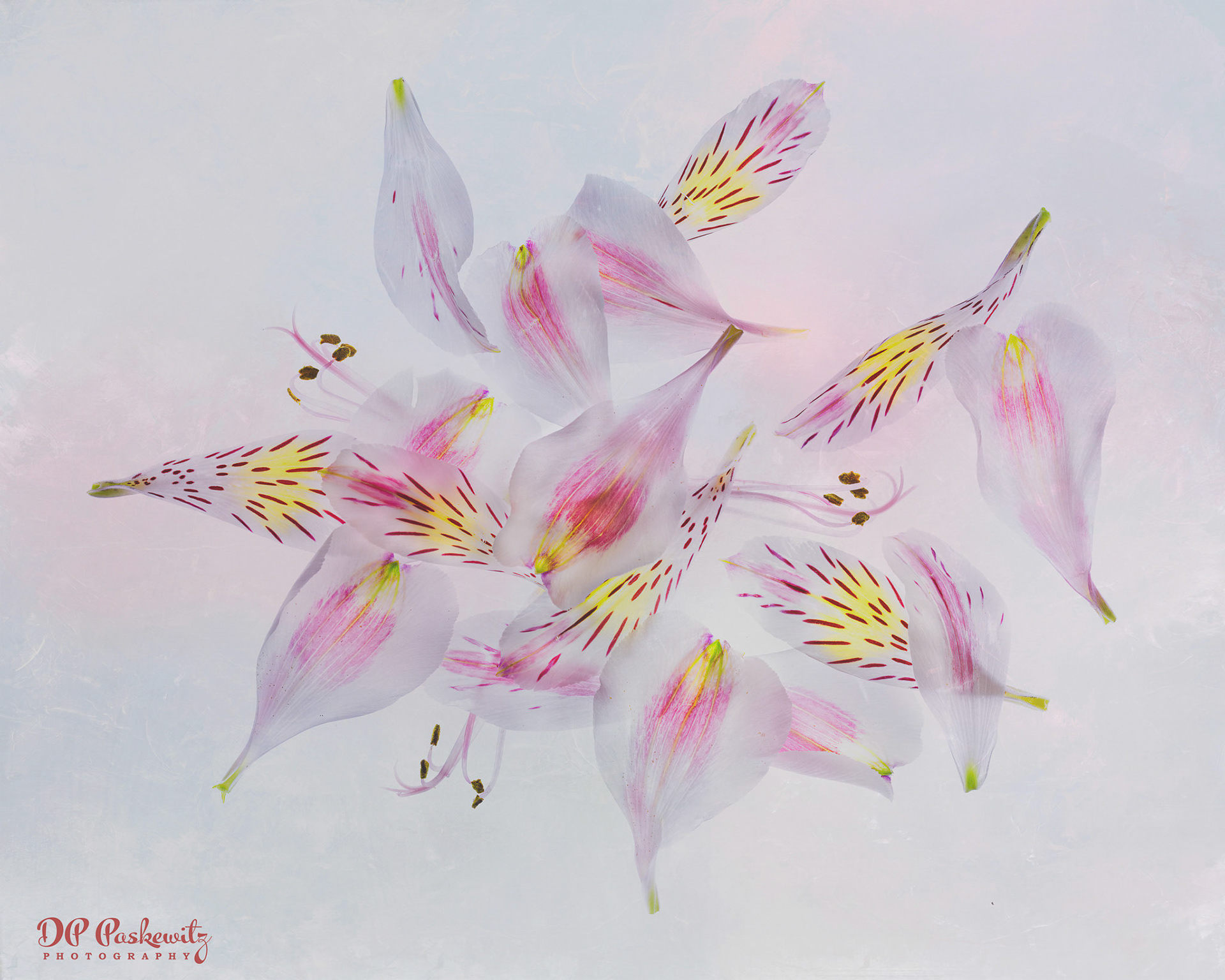 Alstroemeria Petal Jumble Study No. 1: Petals from alstoemeria piled ina jumble; North Notomas, Sacramento, CA, 2021
