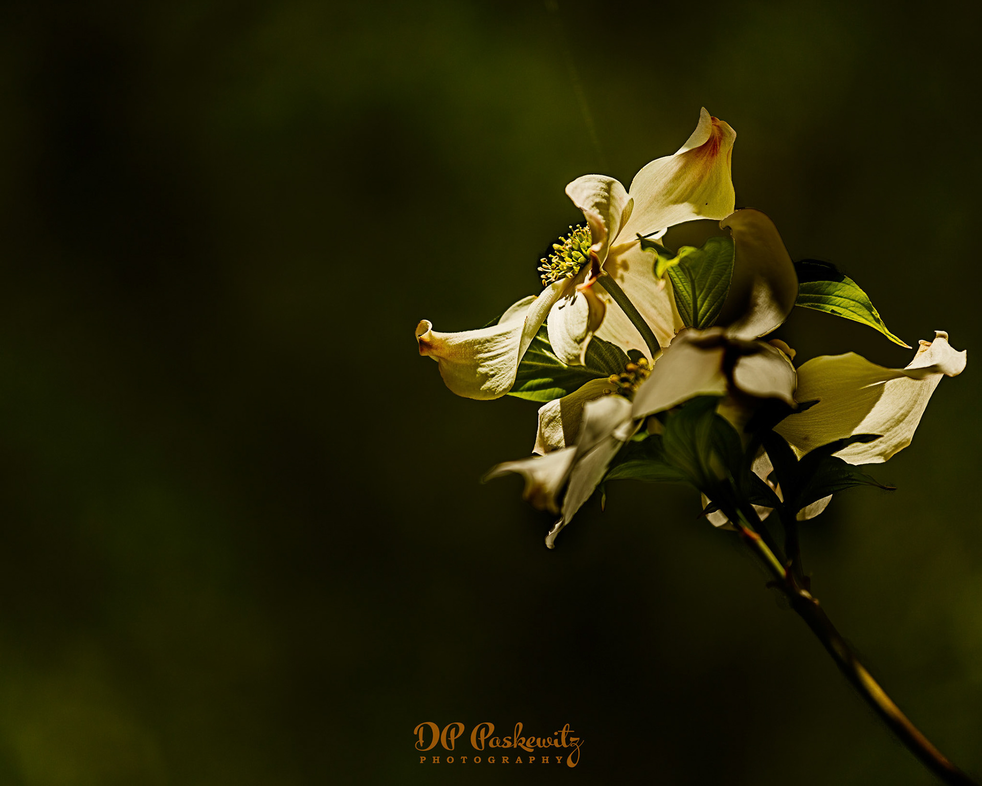 Dogwood Blossom: Incline, CA, 2014