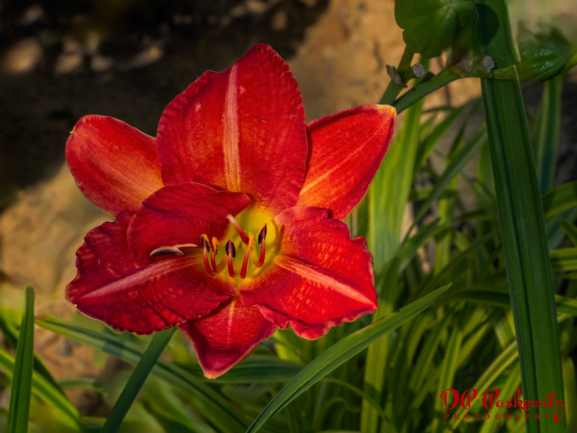 Independence Day Red Volunteer Daylily: North Natomas, Sacramento, CA 2023