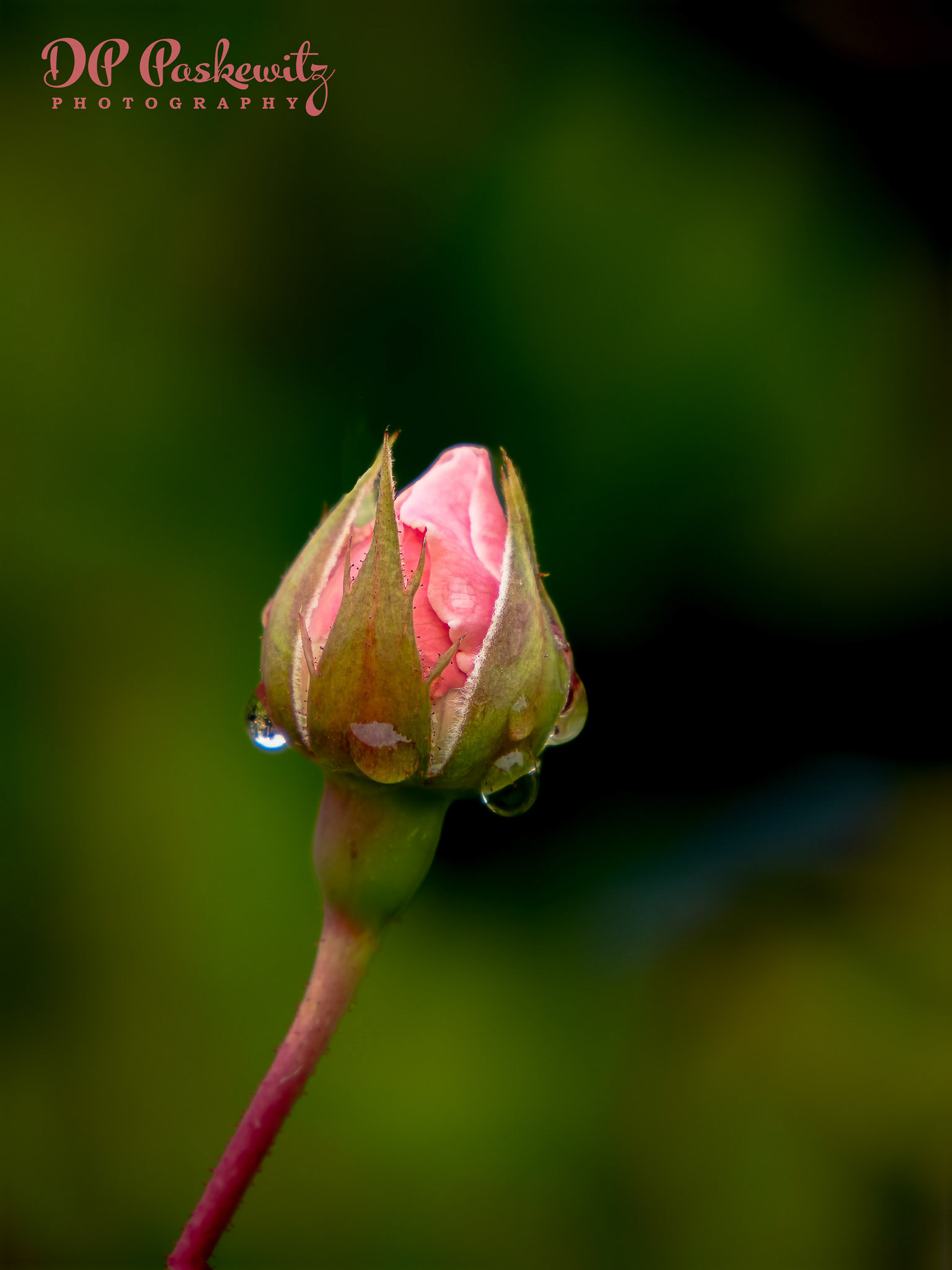 Rosebud and Drops: Whidbey Island, WA, 2023