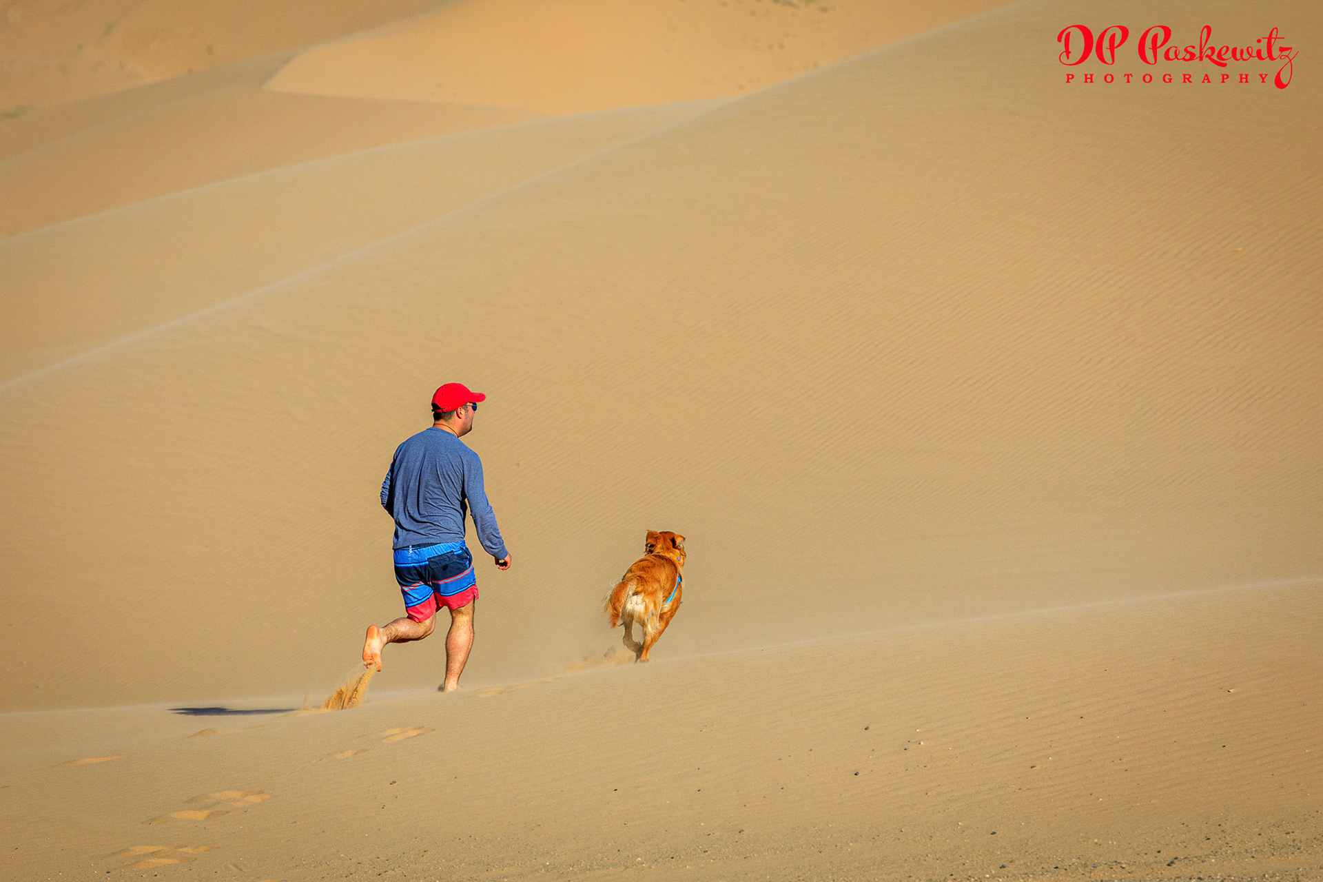Dune Dog Run: dog and master run on the dunes at Imperial Sand Dunes Recreation Arrea, CA, 2019