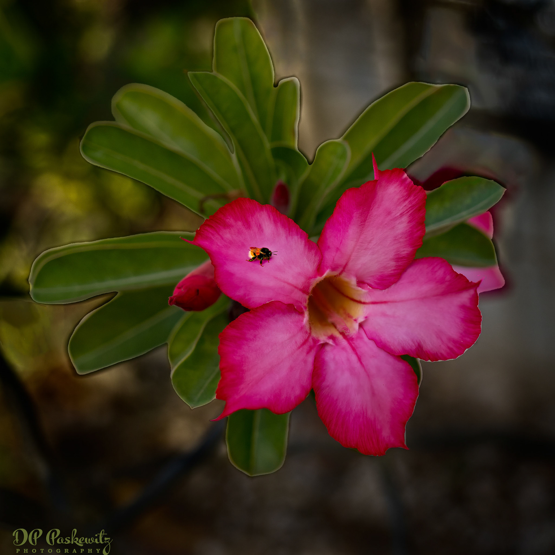 Churchyard Flower with Bee: Barbados, Caribbean, 2023 (PS Generative Fill)