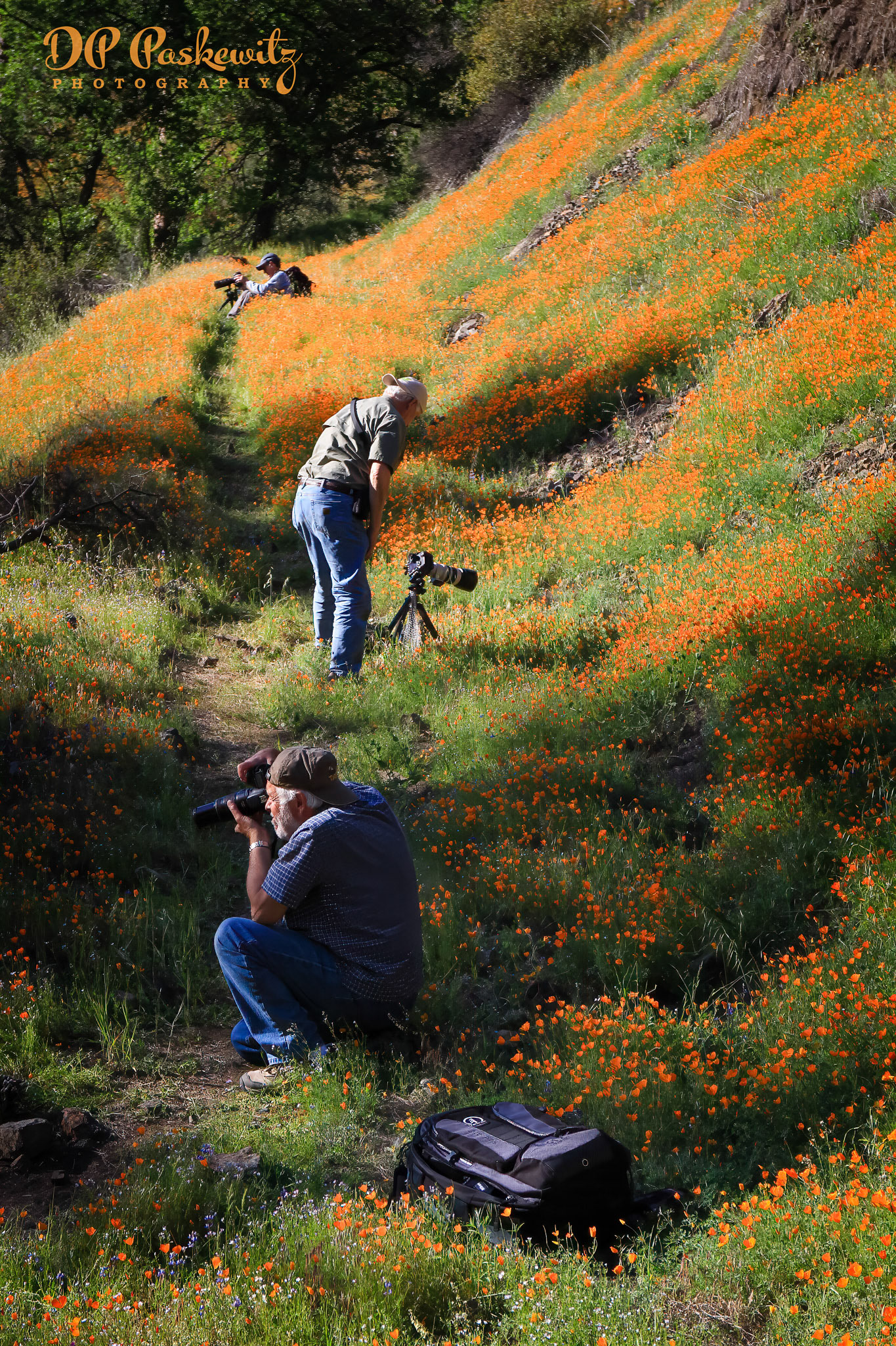 Snapping Poppies: Off Foresta Road West of El Portal, CA, 2014