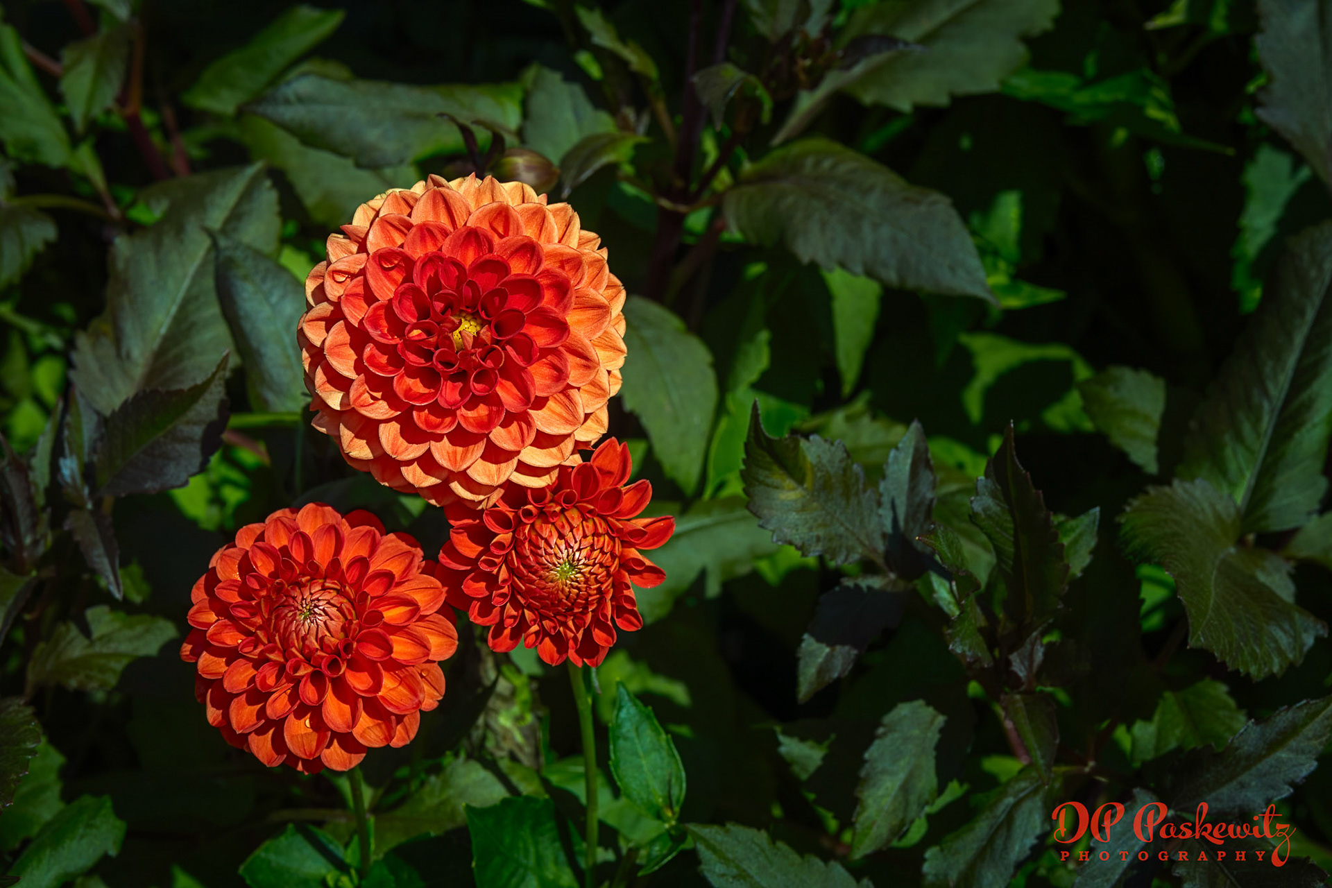 Buchart Dahlia: Buchart Gardens, Victoria, BC, Canada, 2019