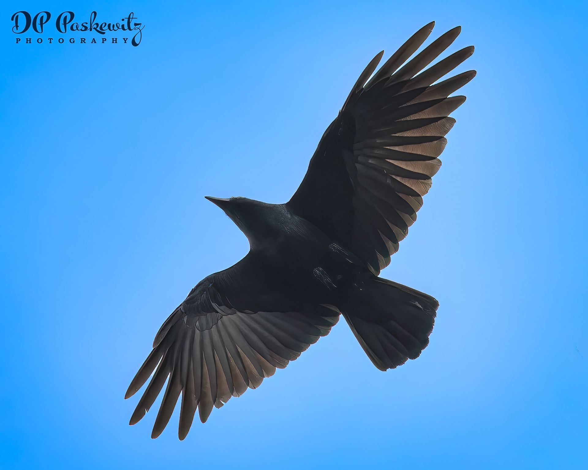Practice Bird: Fort Lauderdale, FL, 2023