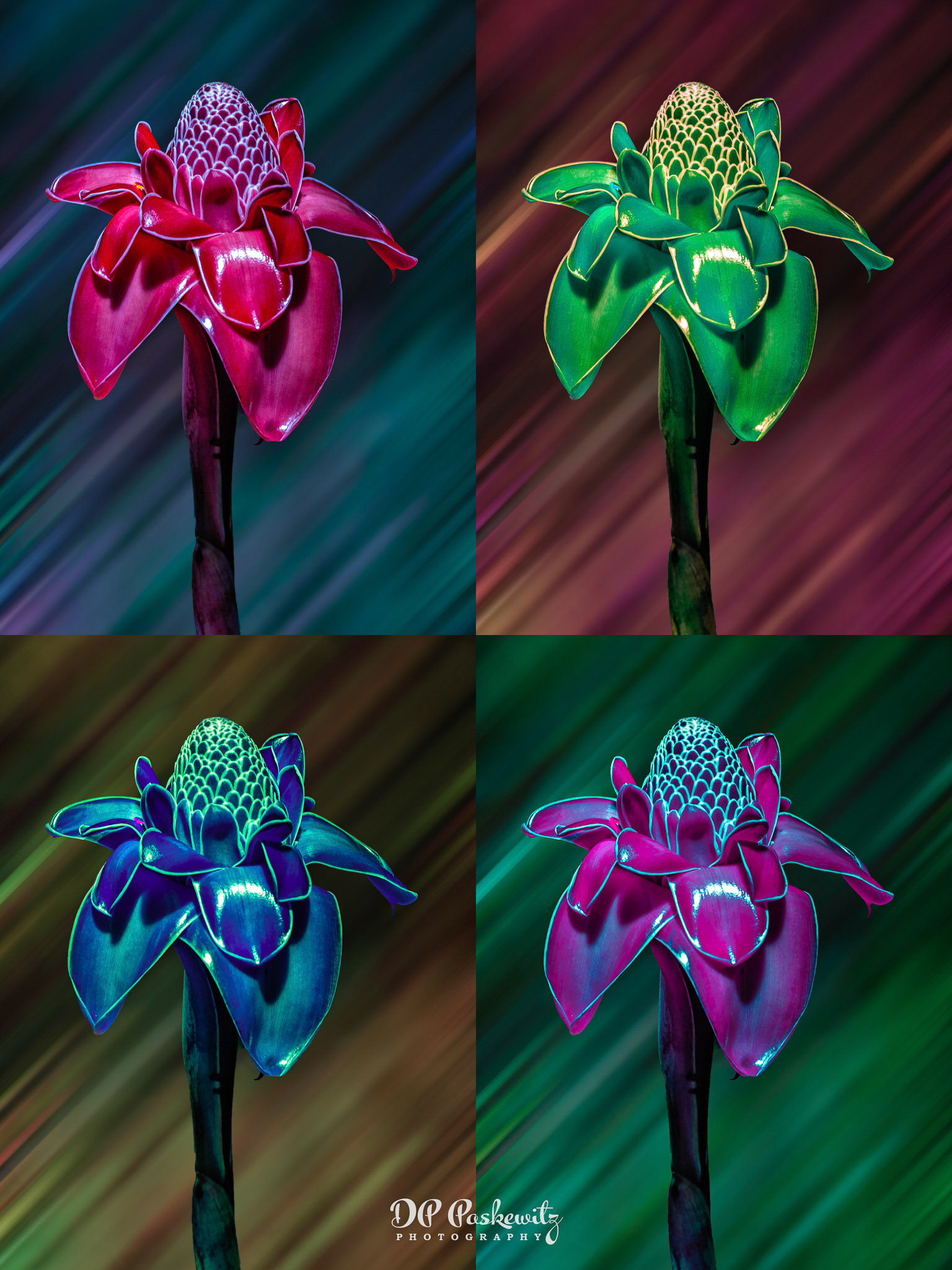 Princeville Flower a la Andy: Flower captured in Princeville, Kaui, HI, 2017; background blurred; flower and background duplicated and color manipulated