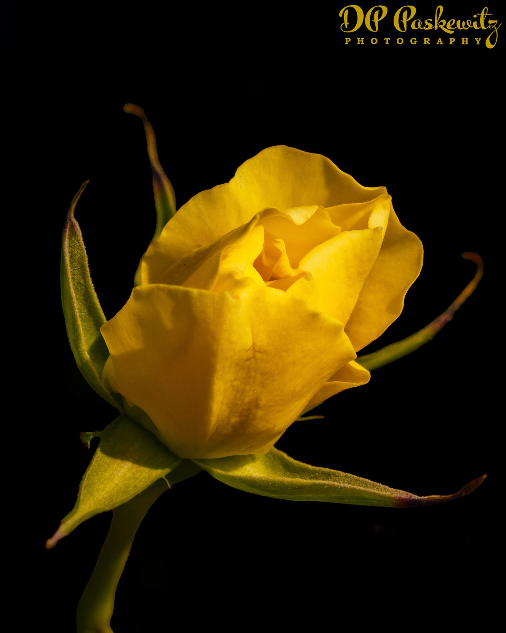 Yellow Rose of Rockaway: Rockaway, Heritage Park, North Natomas, Sacramento, CA, 2023
