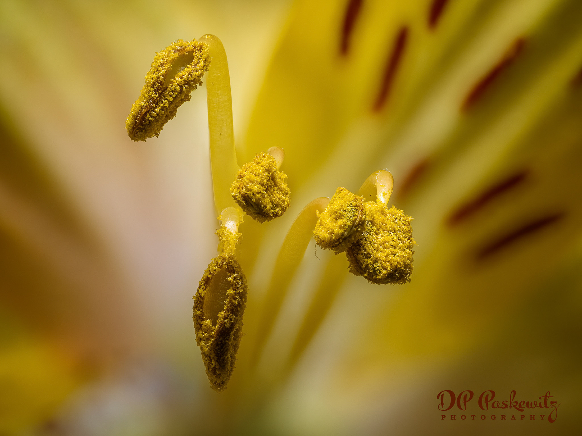 Alstroemeria Anthers: Rockaway, Heritage Park, North Natomas, Sacramento, CA 2023