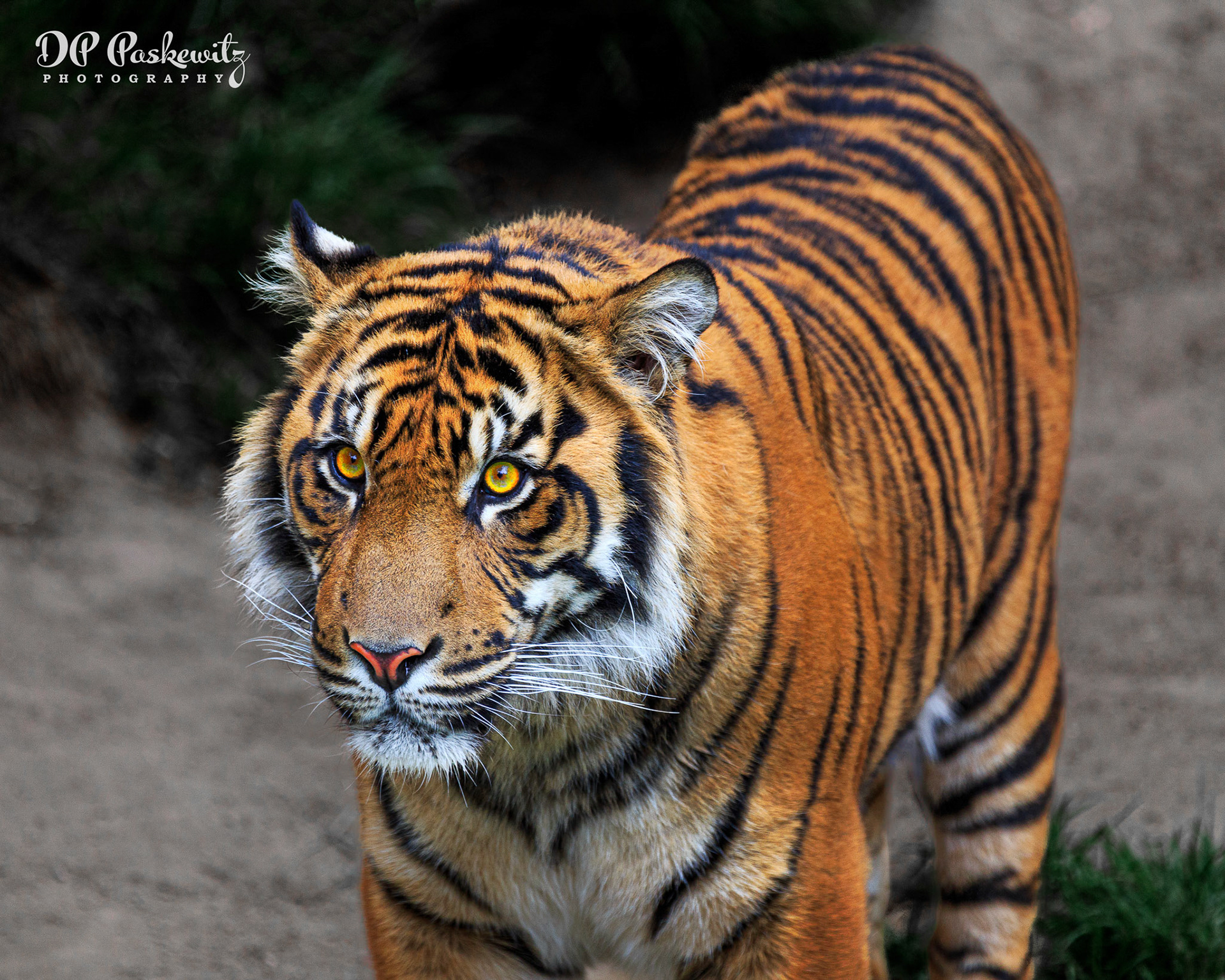 Tiger Eyes Two: Los Angeles Zoo, 2013