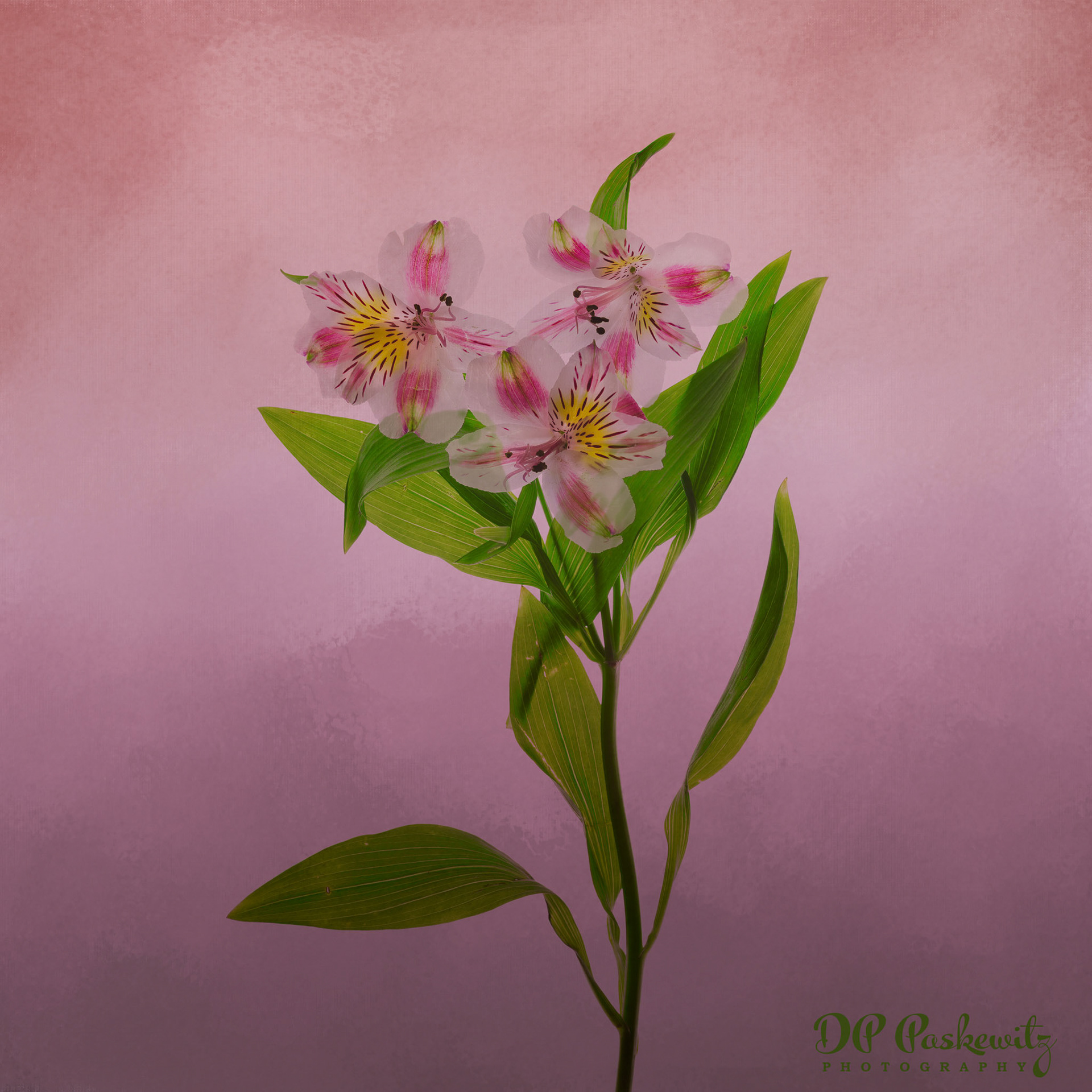 Aging Alstroemeria Study No. 2: Week old alstroemeria from Trader Joe's, North Natomas, Sacramento, CA, 2021