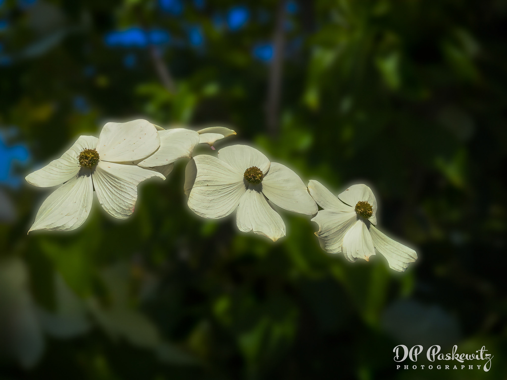 Floating Dogwood Blossoms: High Hand Nursery, Loomis, CA, 2023