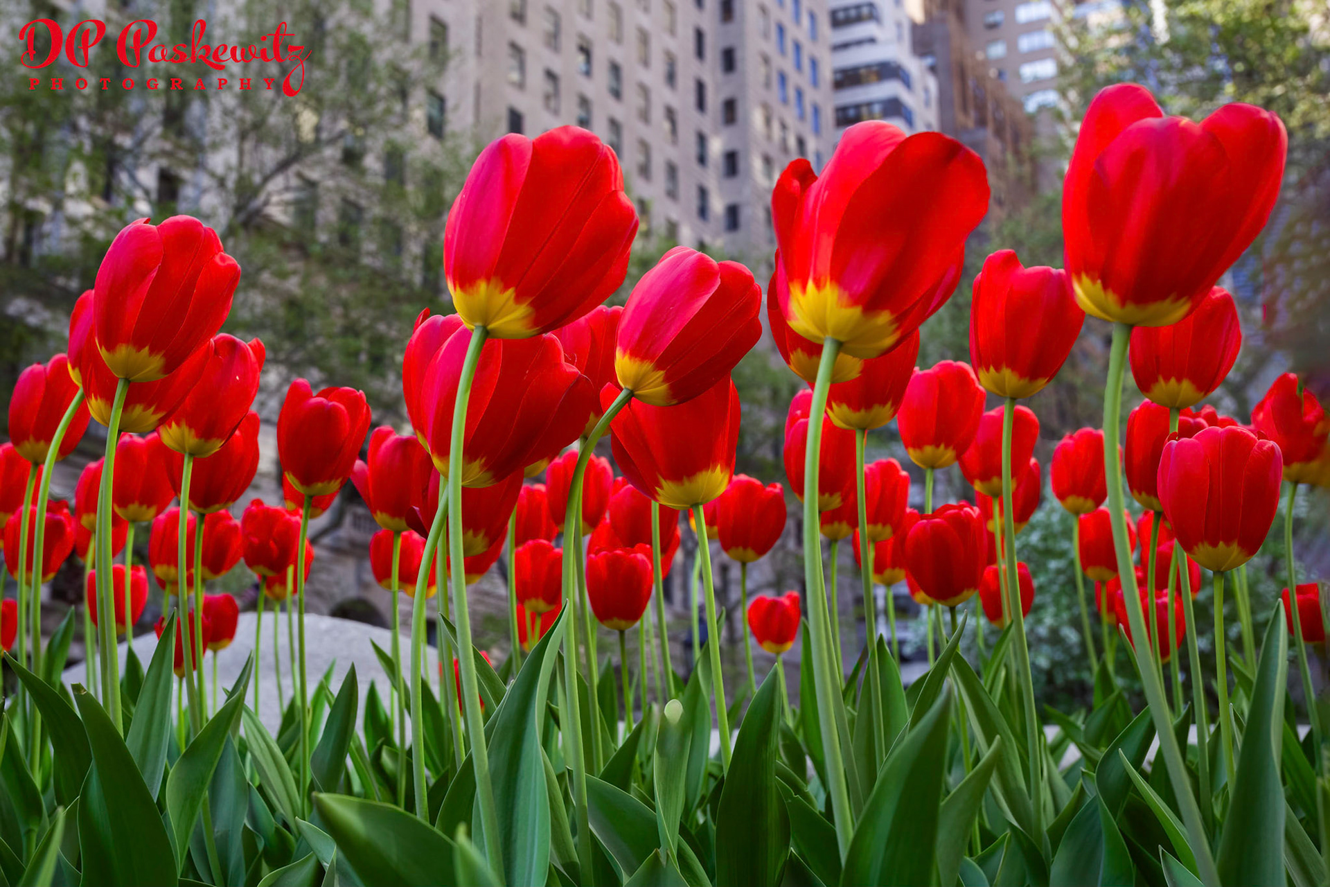 Evacuation Day Plaza Red Tulips: Evacuation Day Plaza, Manhatten, New York City, NY, 2015