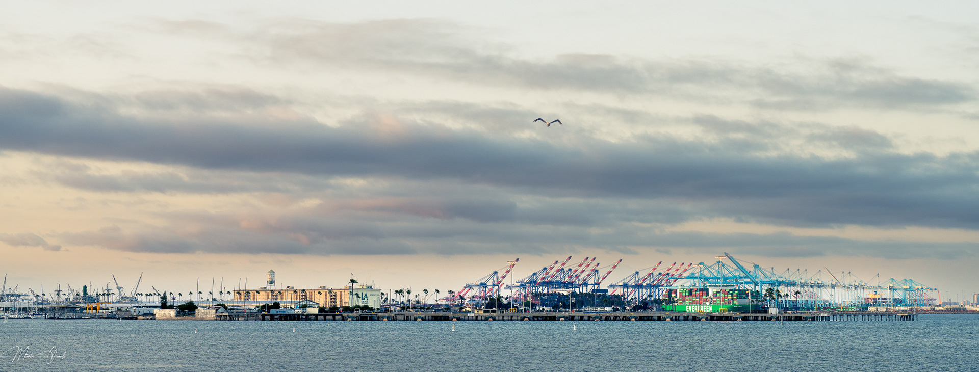 Seagull over Port of Los Angeles