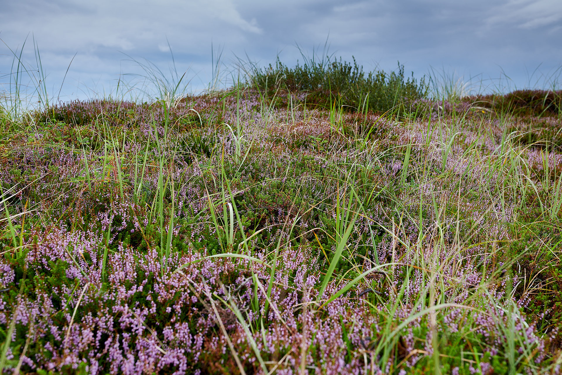 Rødhus