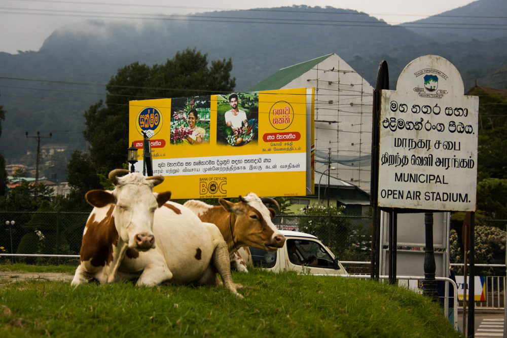 Resting, Sri Lanka, 2008