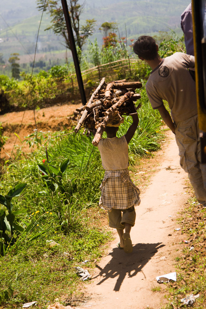 Wood scavenger, Sri Lanka, 2008