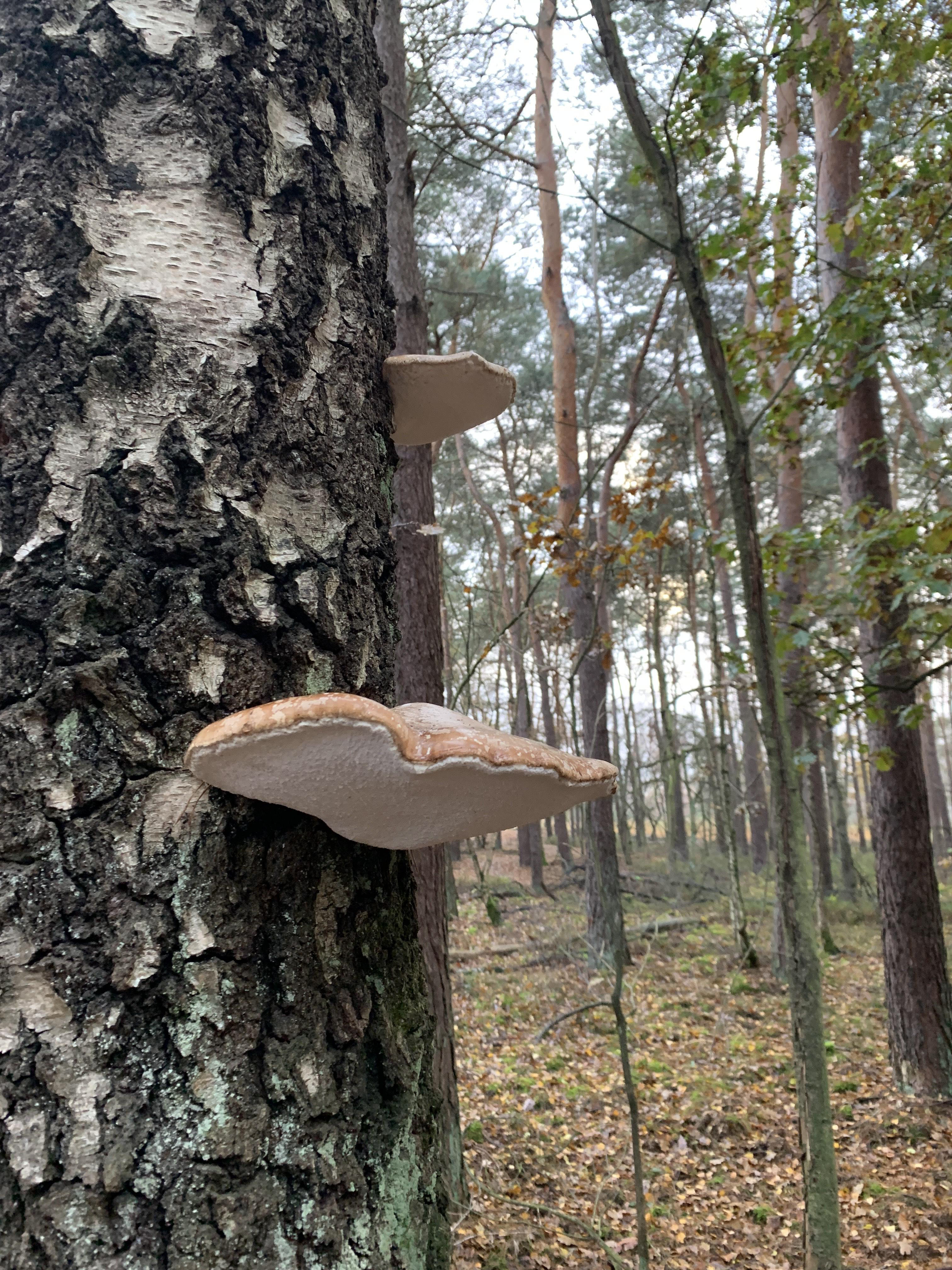Zwammen gefotografeerd met de Iphone XS Max