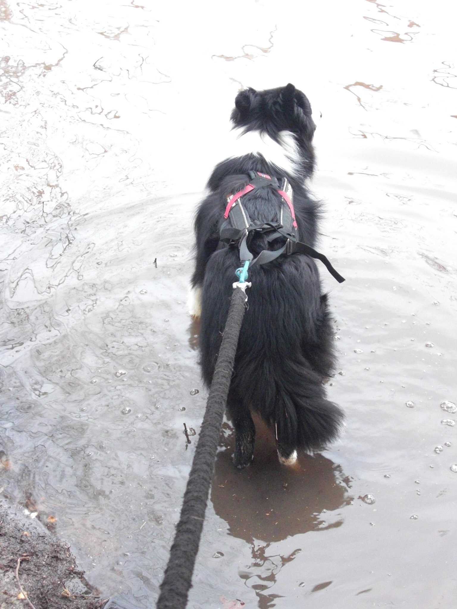 Kira in haar element.....