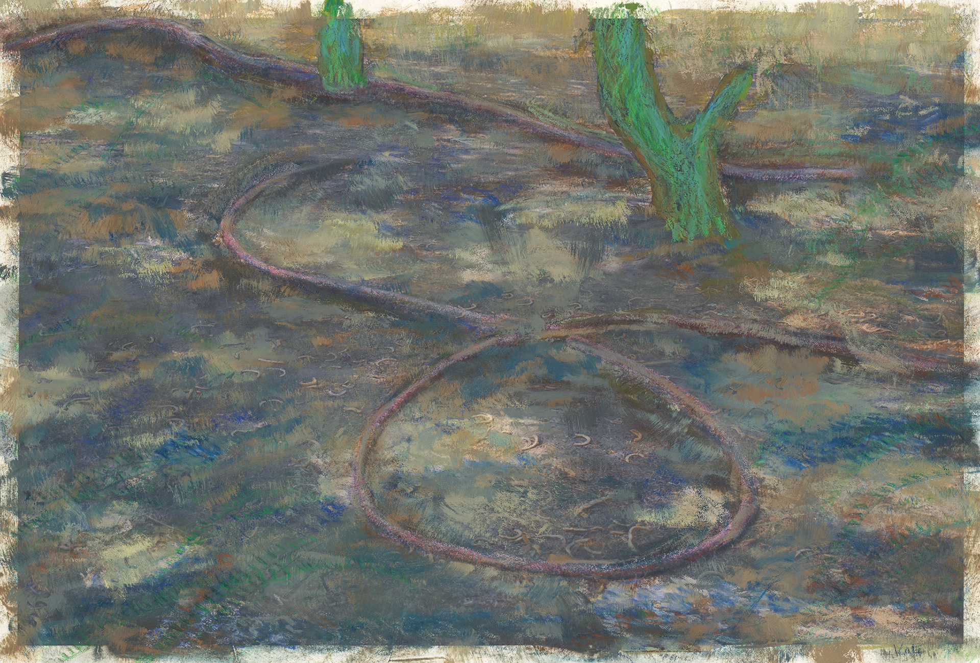 Acacia grew well in Kuwait, in this case without the irrigation system placed to water it but never connected to a water supply.  This is one of the few native trees in the area and provided the most green space in our neighborhood.