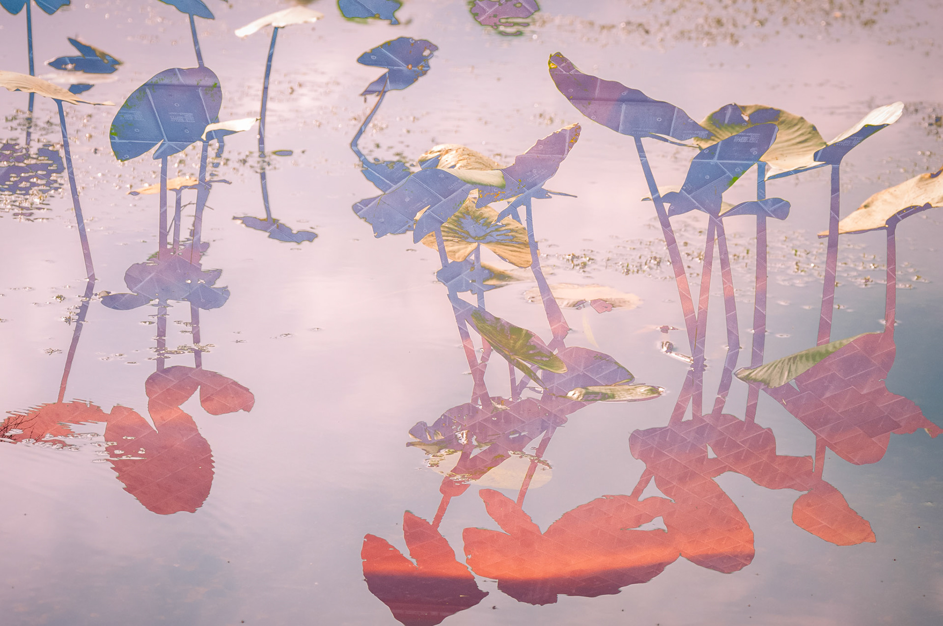 Glowing version of a frog's forest experience elevated by the sunset and a space shuttle.