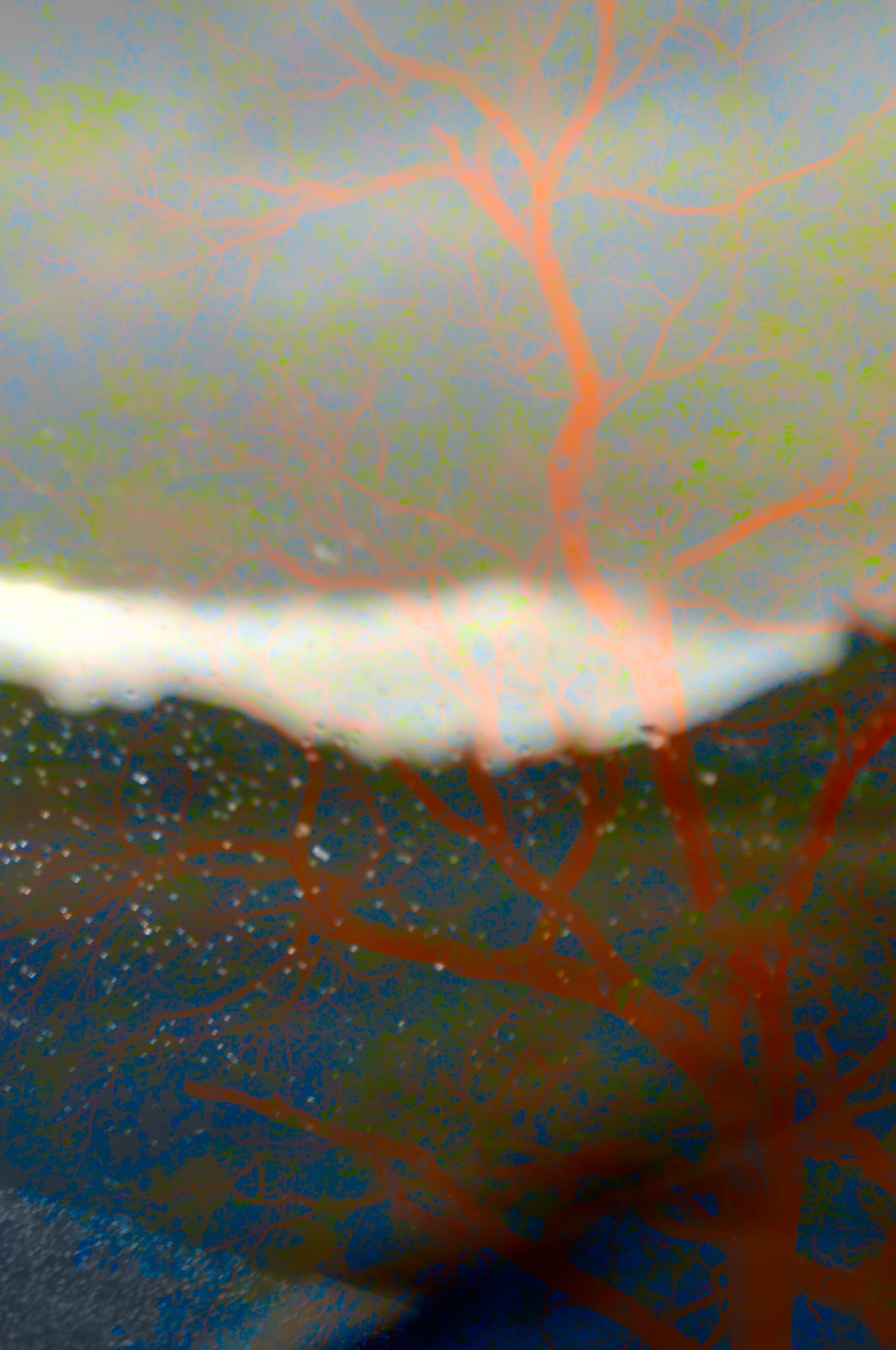 An acacia from one continent seen through a rainy windshield on another in interconnected fashion.