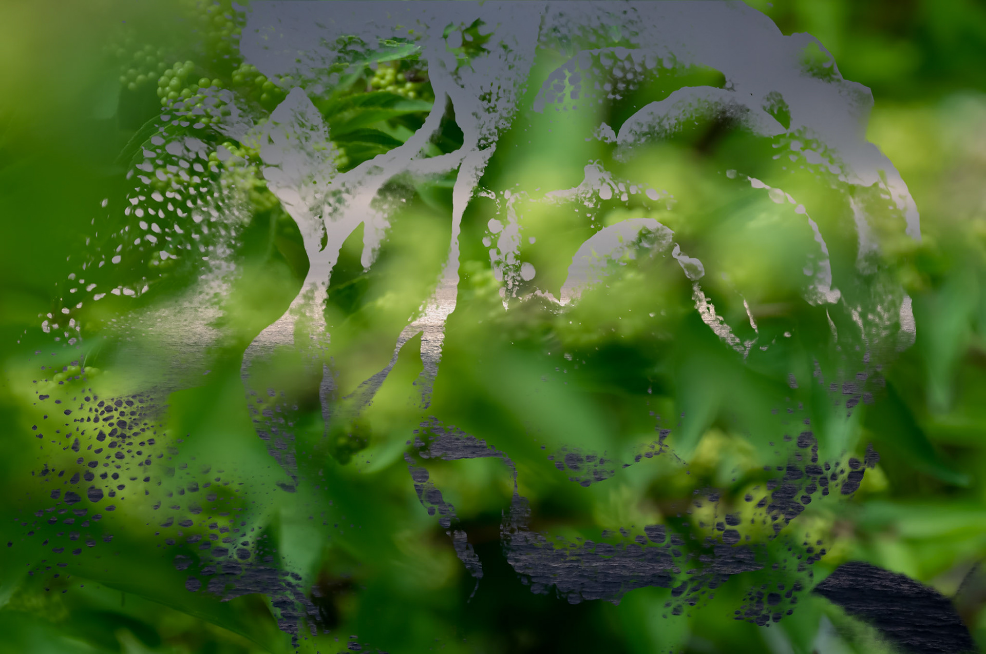 The drops on a wet rose is the defining shape between a stormy Pacific and a sunny vineyard, a study of complimentary opposites.