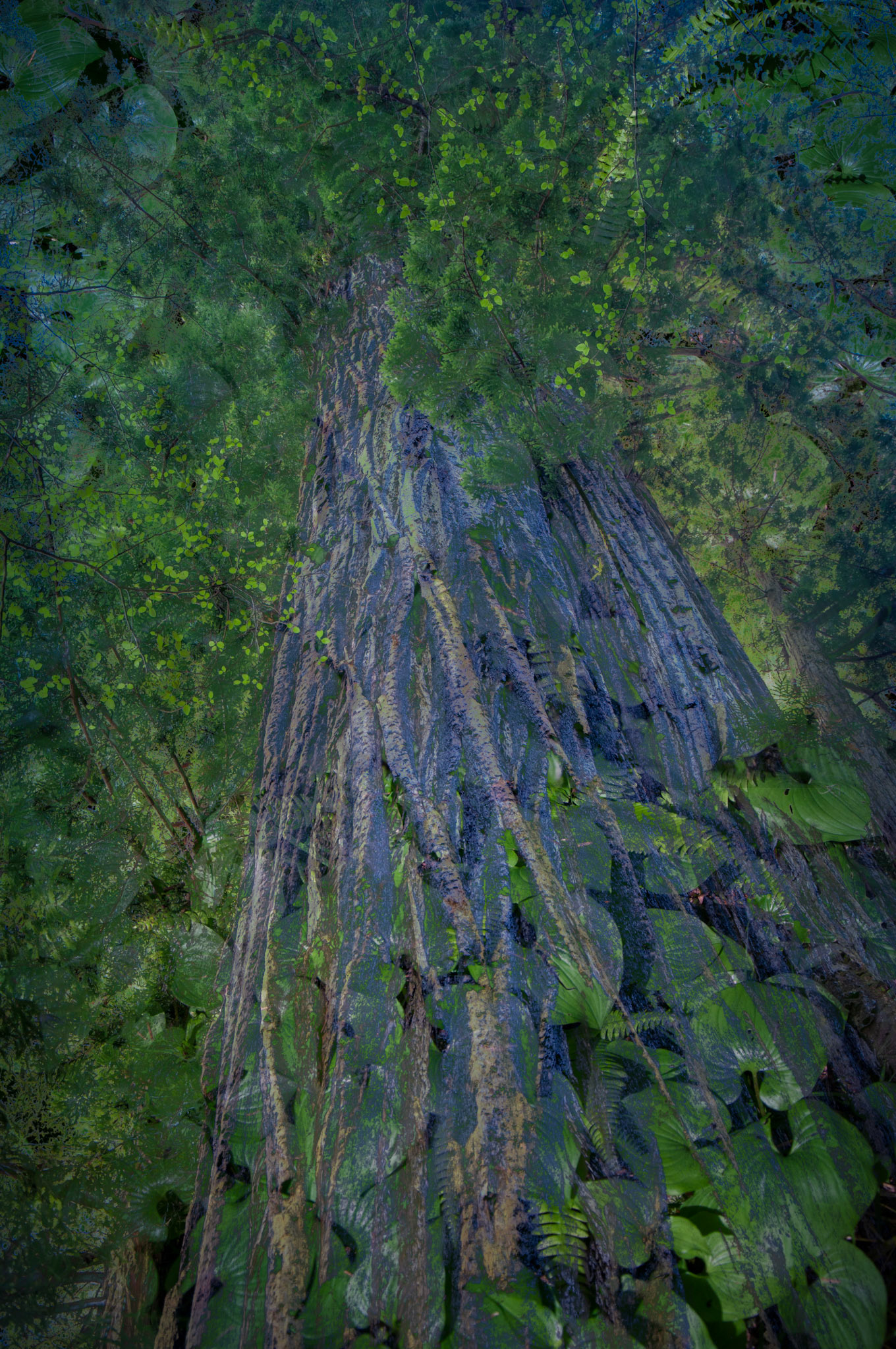 Images of the world's tallest trees along with plants growing at their feet, highlighting the beauty of these amazing forests.
