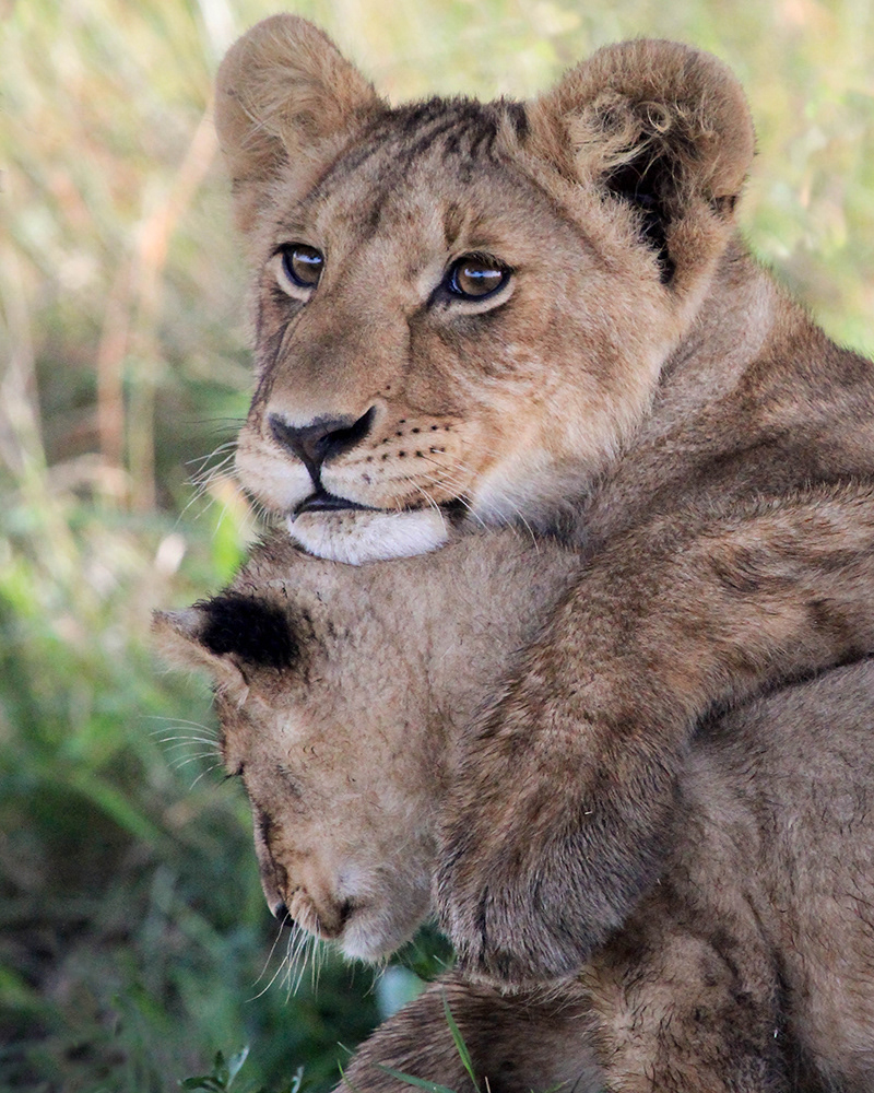 Lion cubs hug, Kenya