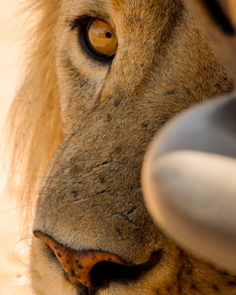 An adult lion seeks shelter in the shade of a safari vehicle, Tanzania
