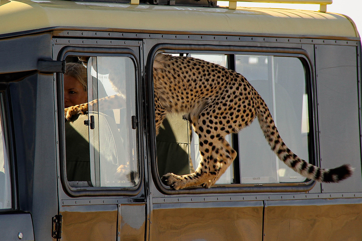 Cheetah jumps through safari vehicle window