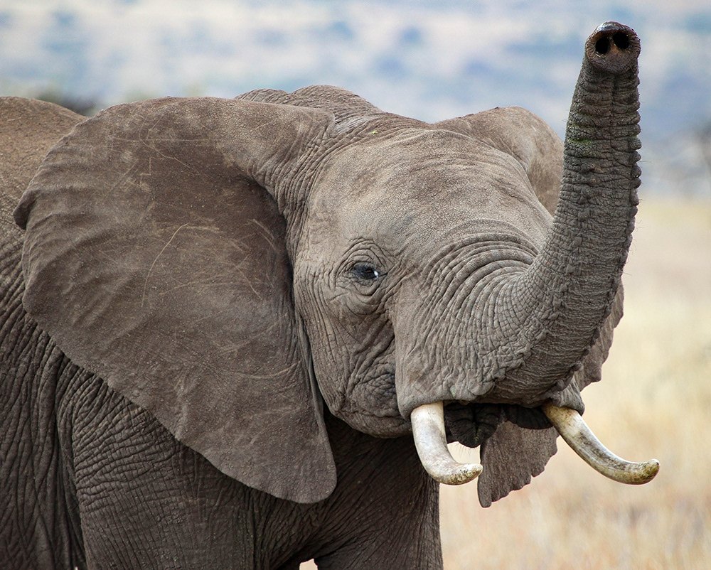 An elephant greeting, Kenya