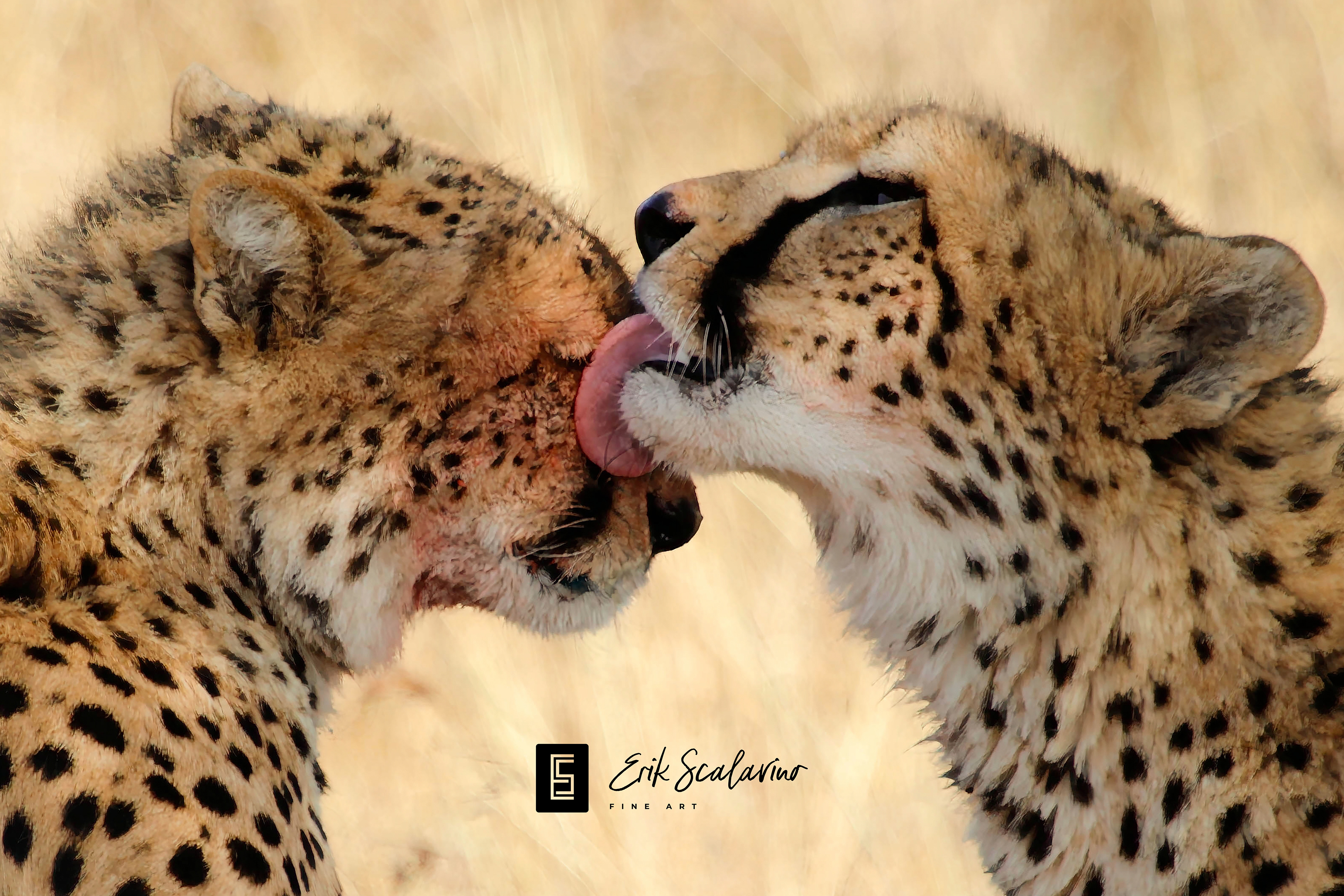 Affectionate cheetahs, Kenya