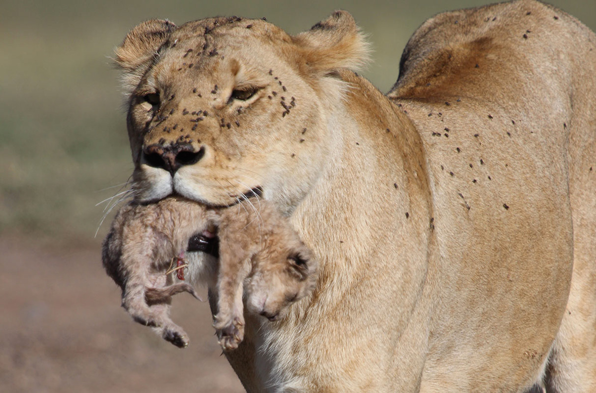 Lioness carrying her newborn, Tanzania