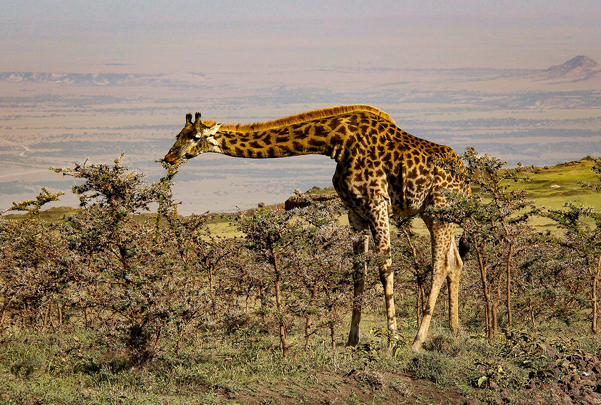 Masai giraffe, Tanzania